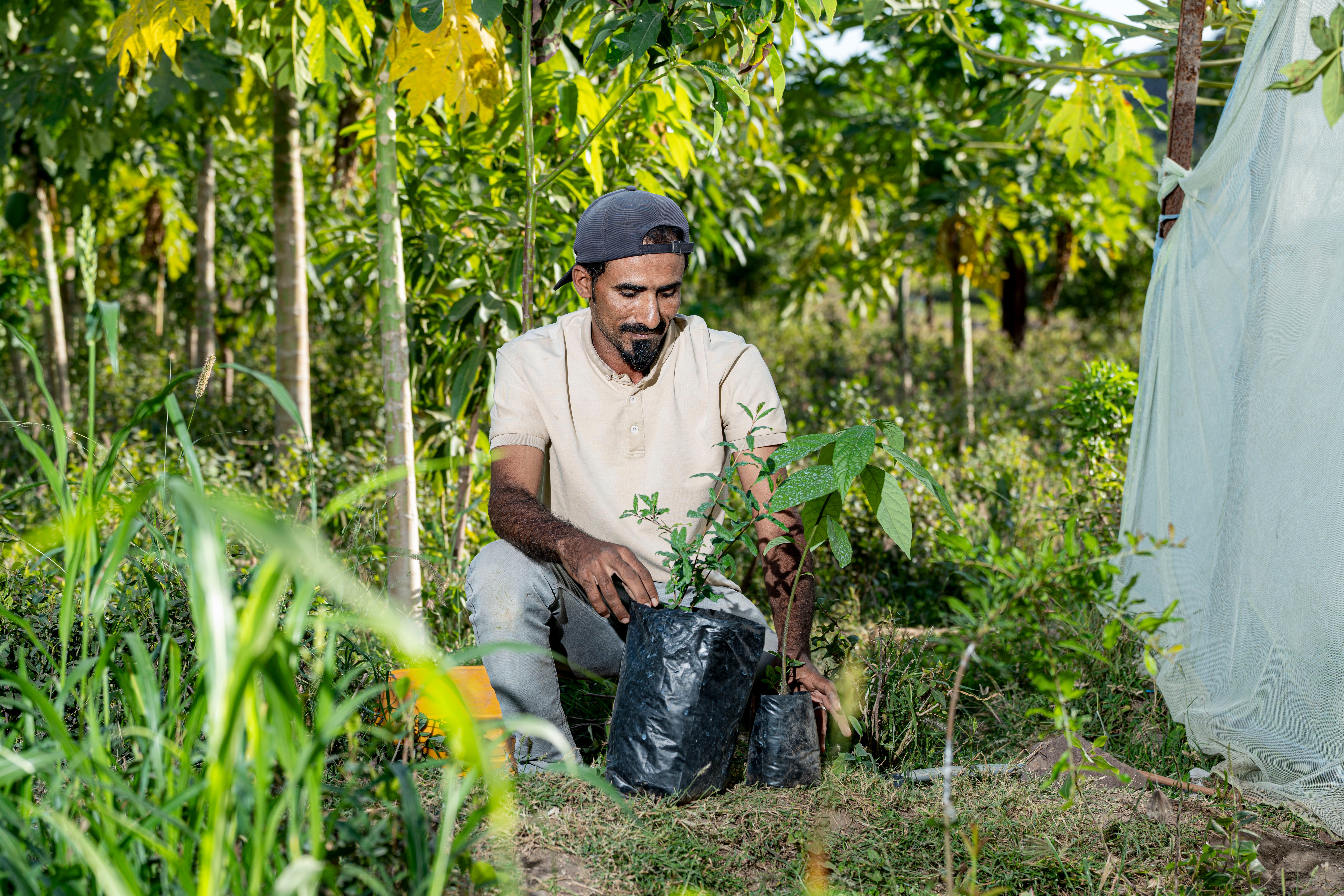 Ahmed Mohammed Naji Abdullah, here seen planting saplings, has been struggling to keep the family farm going amid rising temperatures, erratic rainfall, and the threat of pests