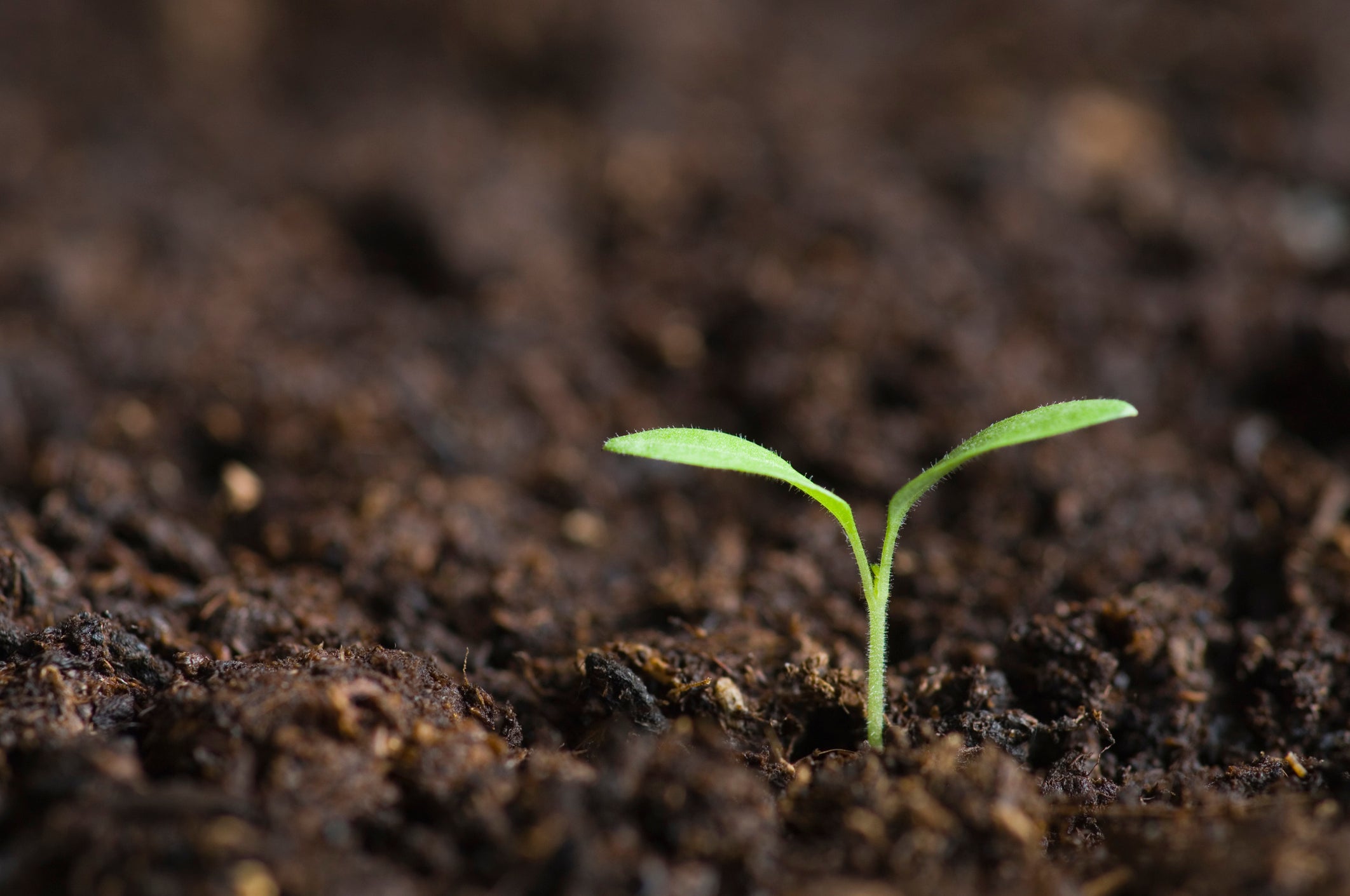 <p>Green shoots?: ‘There may well be a reason for Britain’s beleaguered chancellor to smile, or perhaps to breathe a sigh of relief’</p>