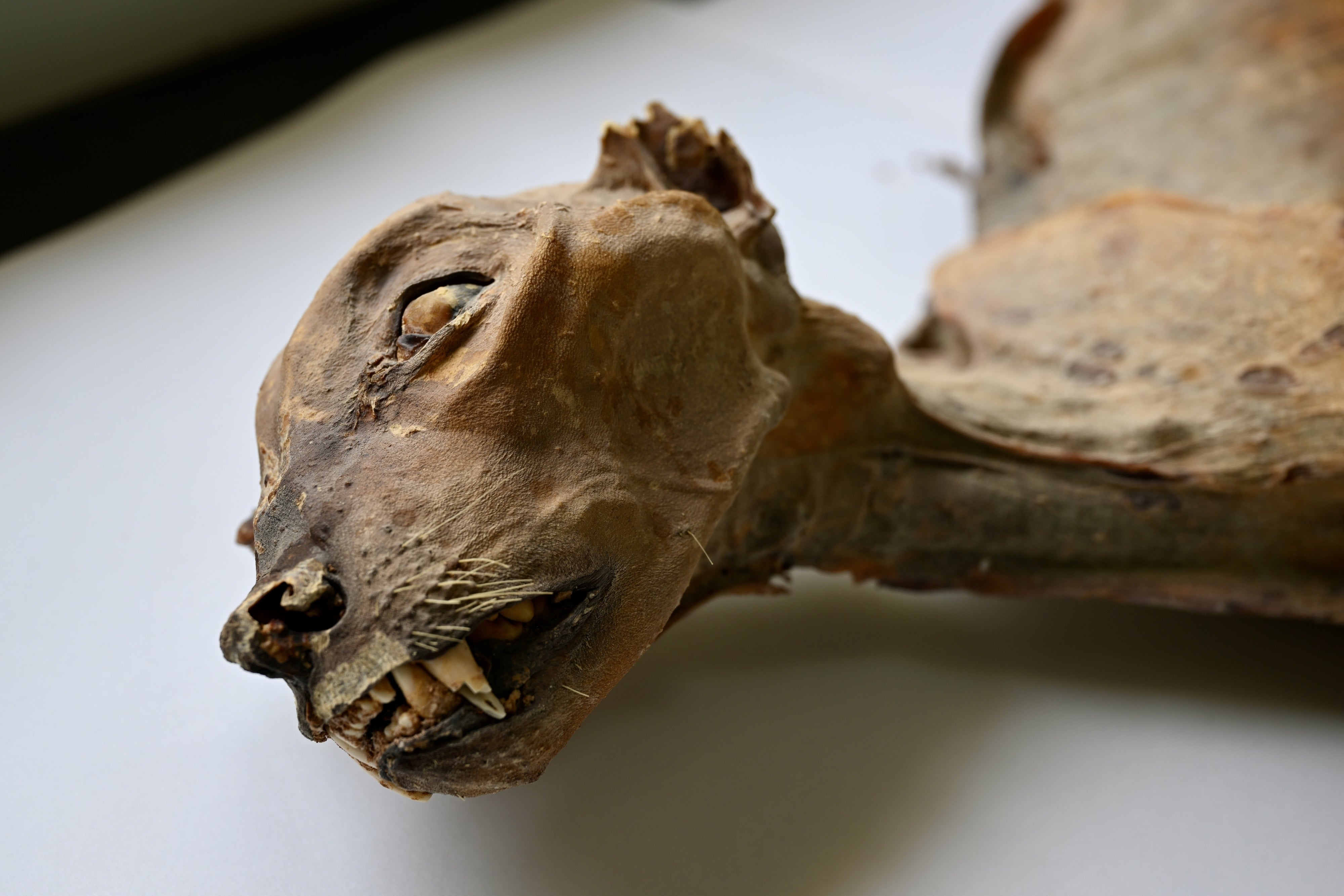This undated image provided by Communications Earth and Environment shows the mummified remains of a cheetah