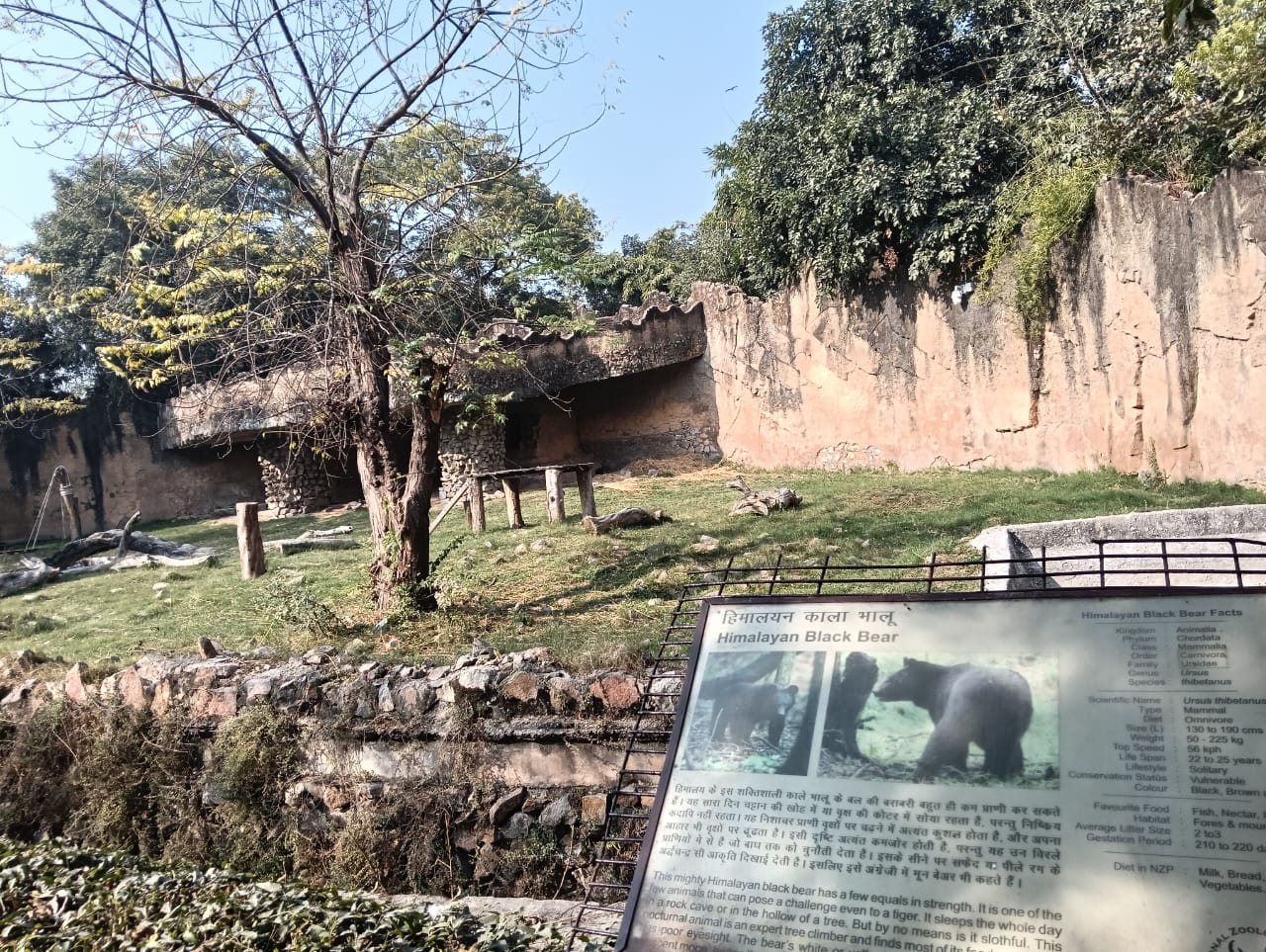 Himalayan black bear enclosure in the Delhi zoo