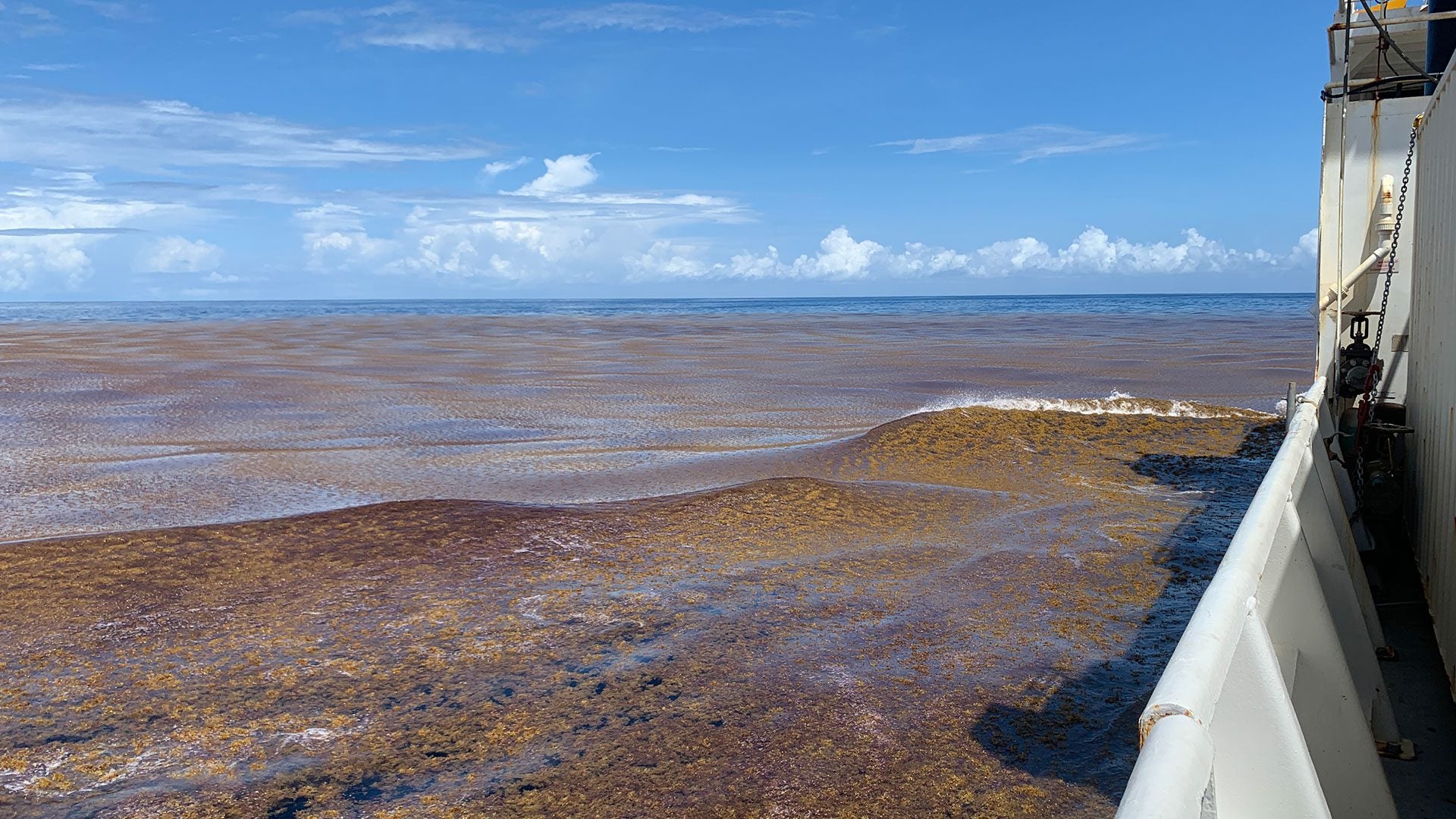 A view of the 5,000-mile-long Great Atlantic Sargassum Belt in 2023