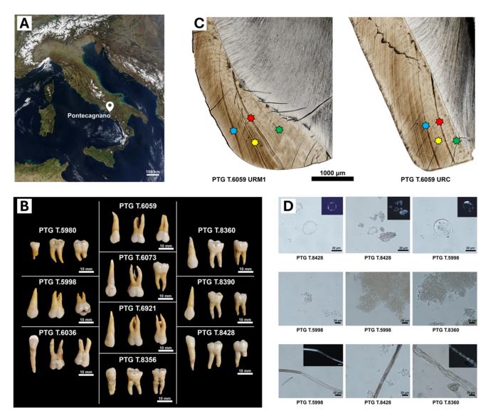 Iron Age teeth fossils reveal diversity of diet of ancient Italians