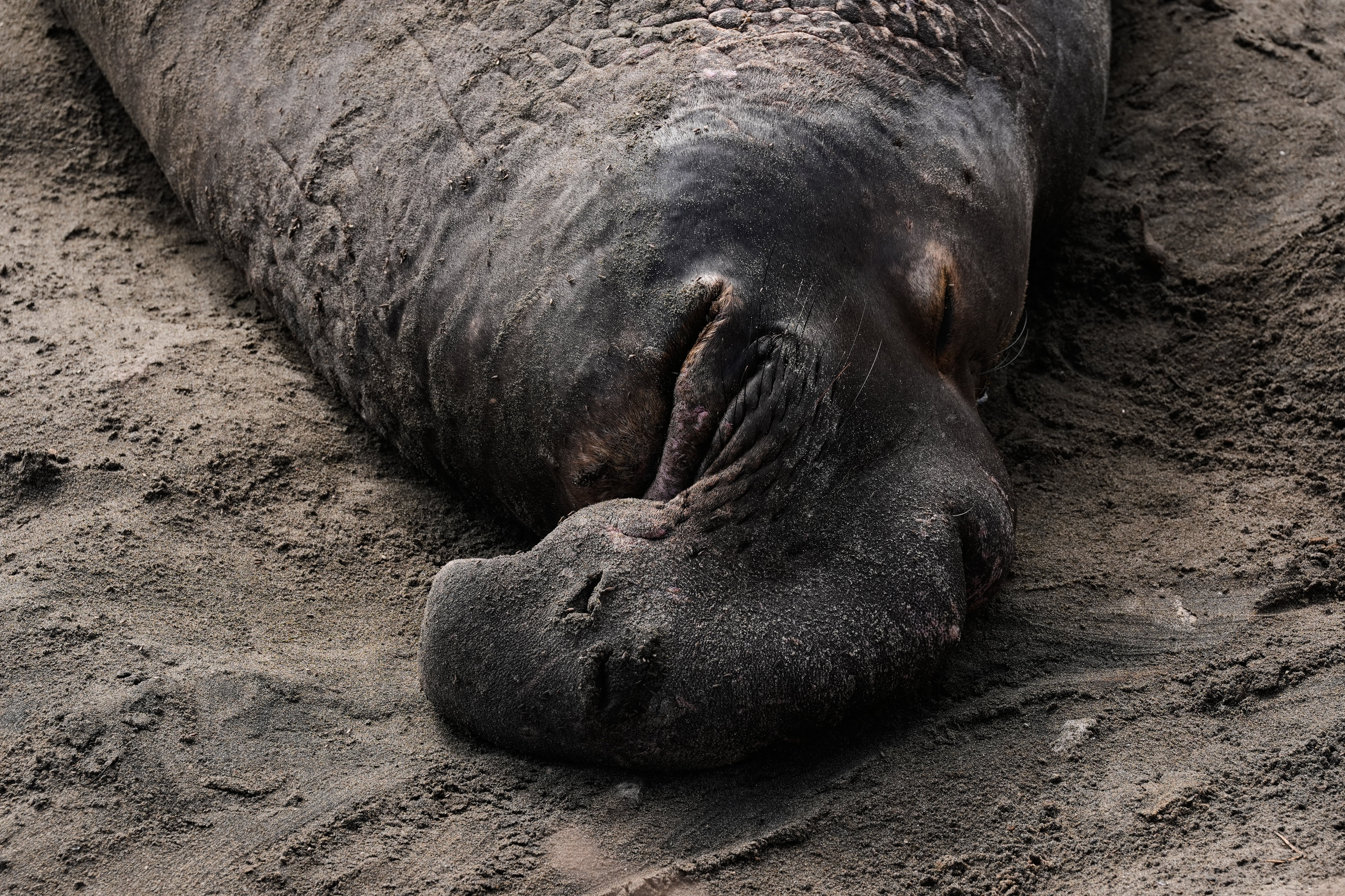 US Elephant Seals