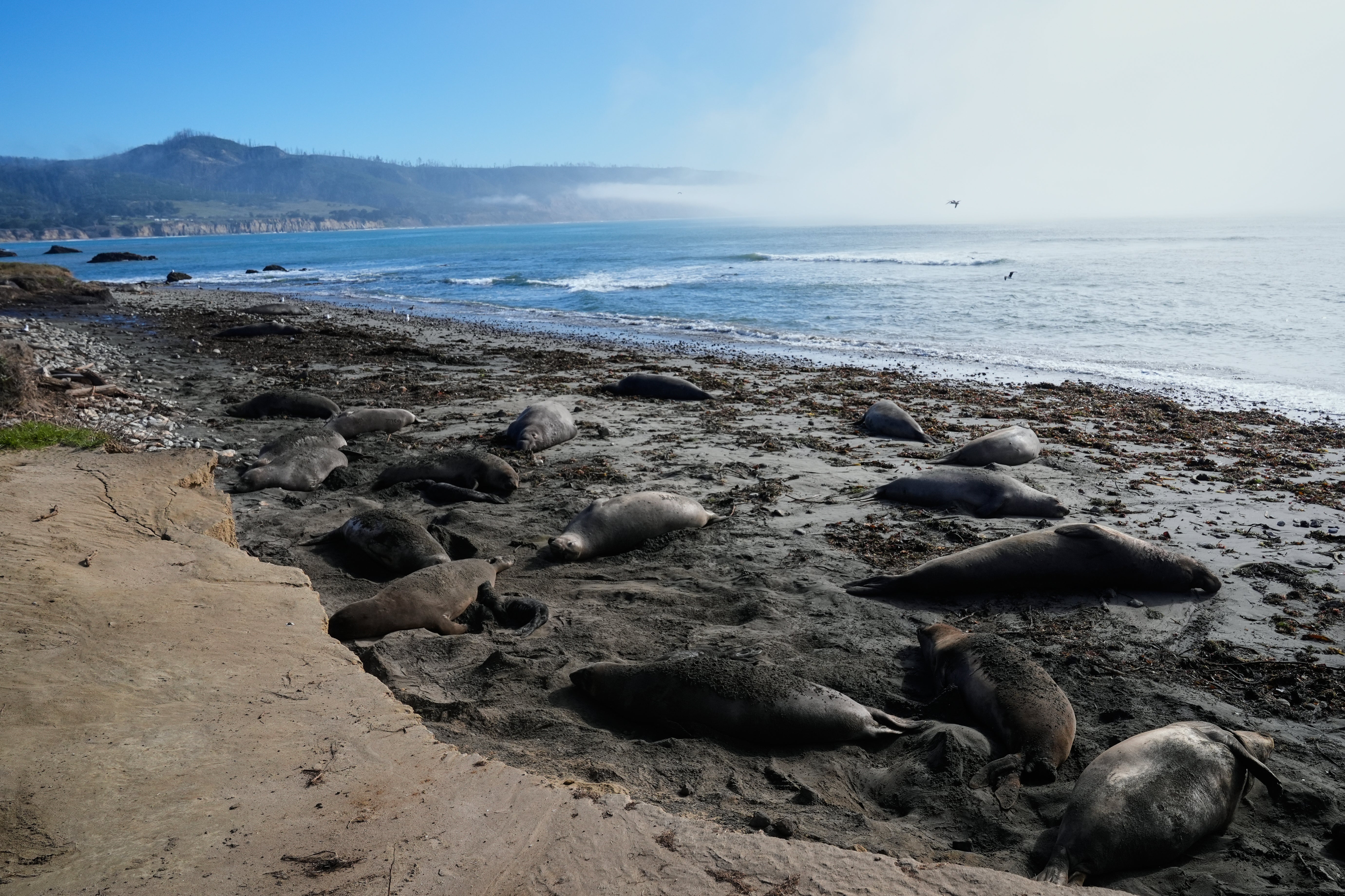 US Elephant Seals