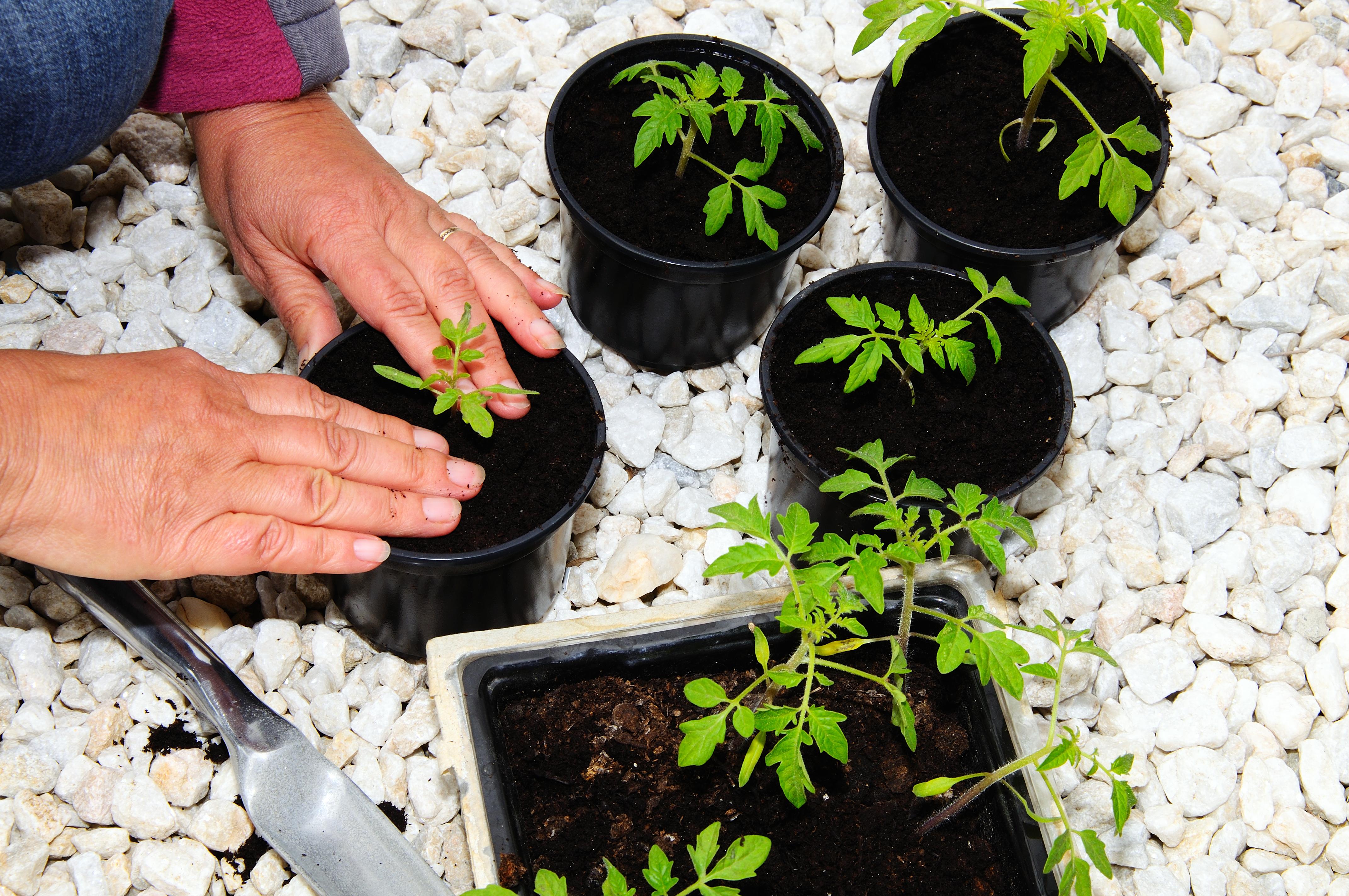An example of someone potting up tomato seedlings