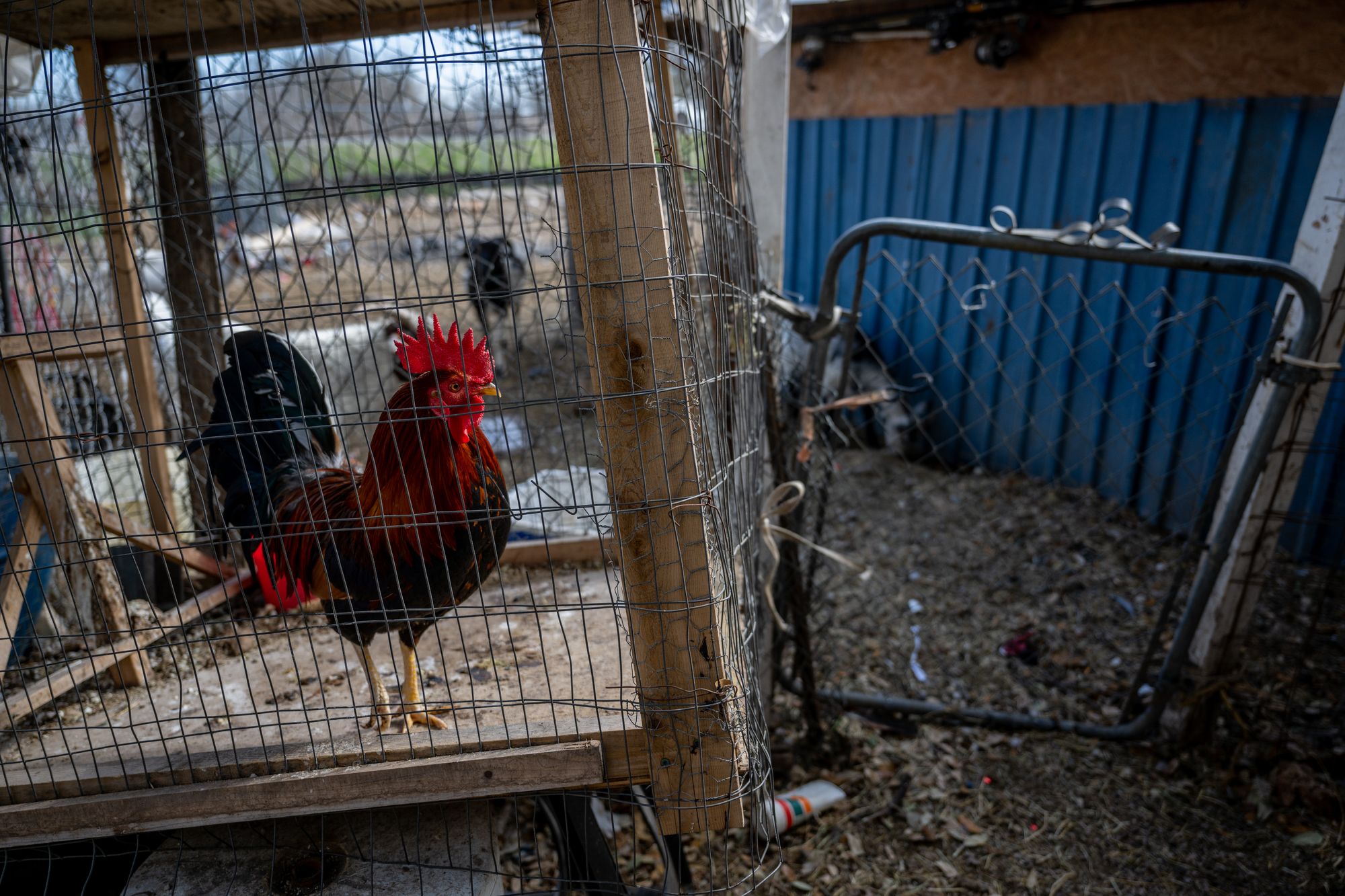 <p>A Louisiana official is considering options to potentially bring back cockfighting in St. Landry Parish, despite it being banned across the U.S.</p>