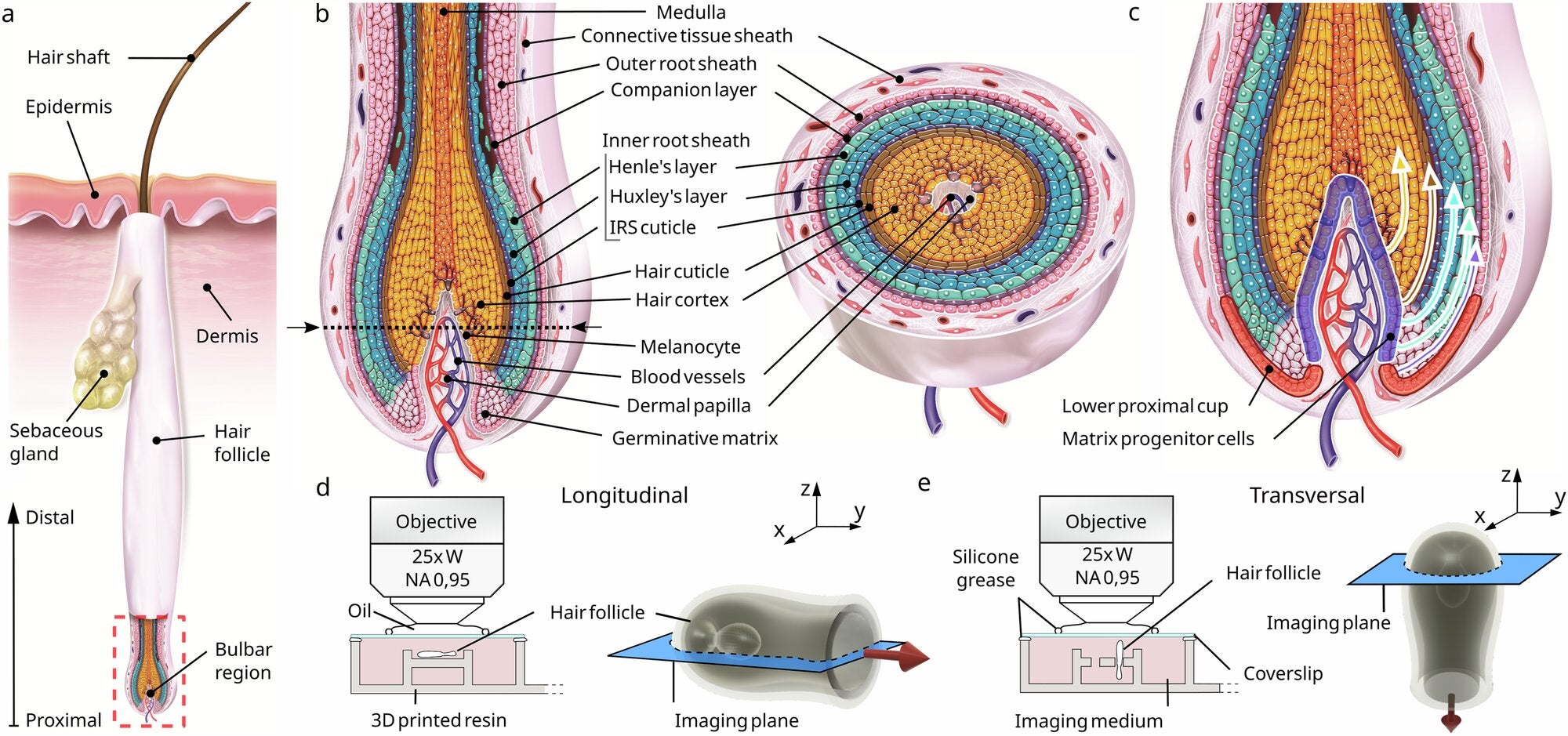 Hair follicle organisation and setup for live-imaging of human hair follicles