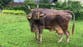Cow filmed using tools for first time raises questions about animal intelligence
