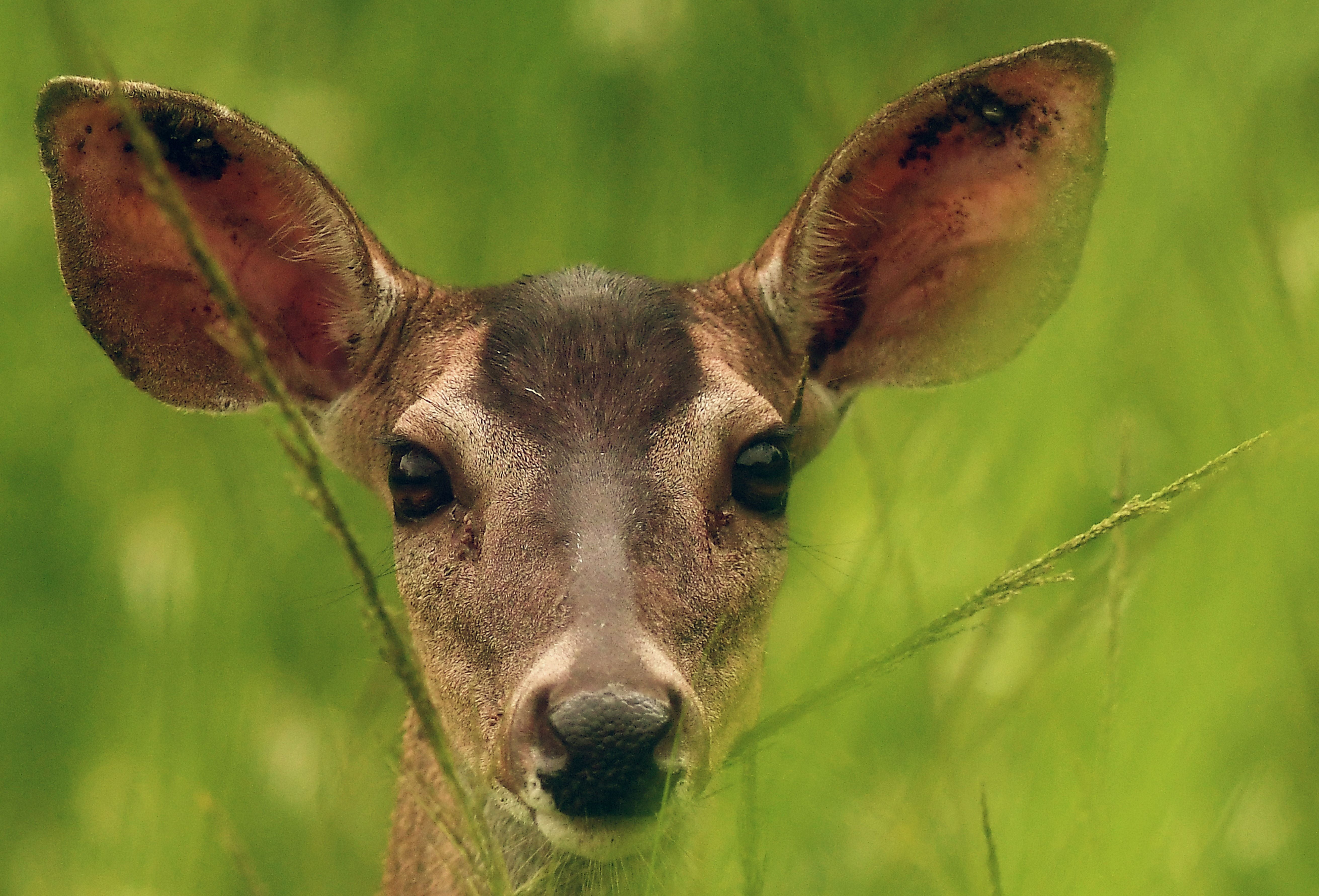 <p>Animal rights activists in Arlington, Virginia, are fighting back against local officials’ plans to use sharpshooters to reduce the county’s deer population, according to a report</p>