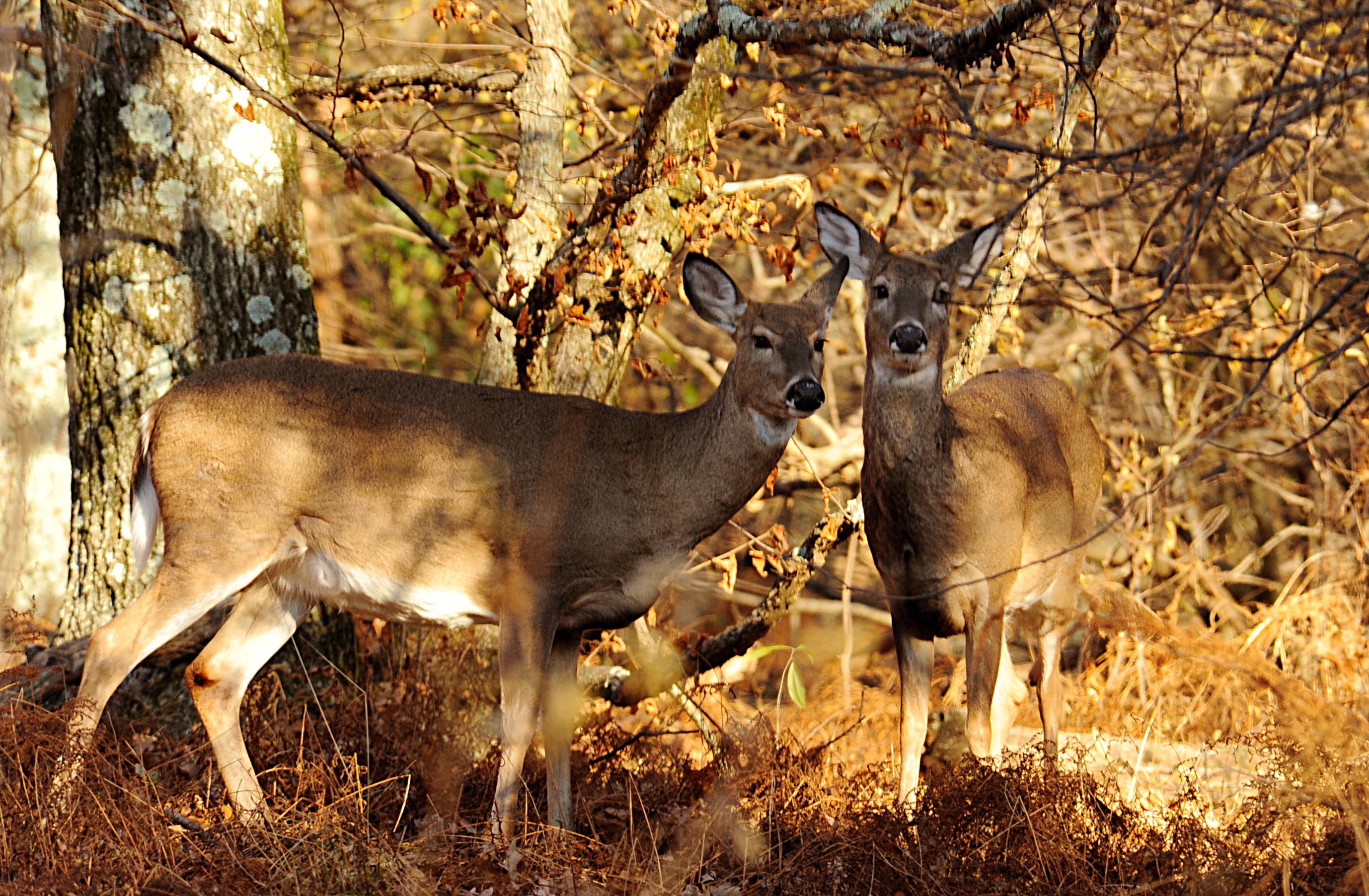 A local animal rights advocate is urging officials to consider surgical sterilization instead of shooting the animals