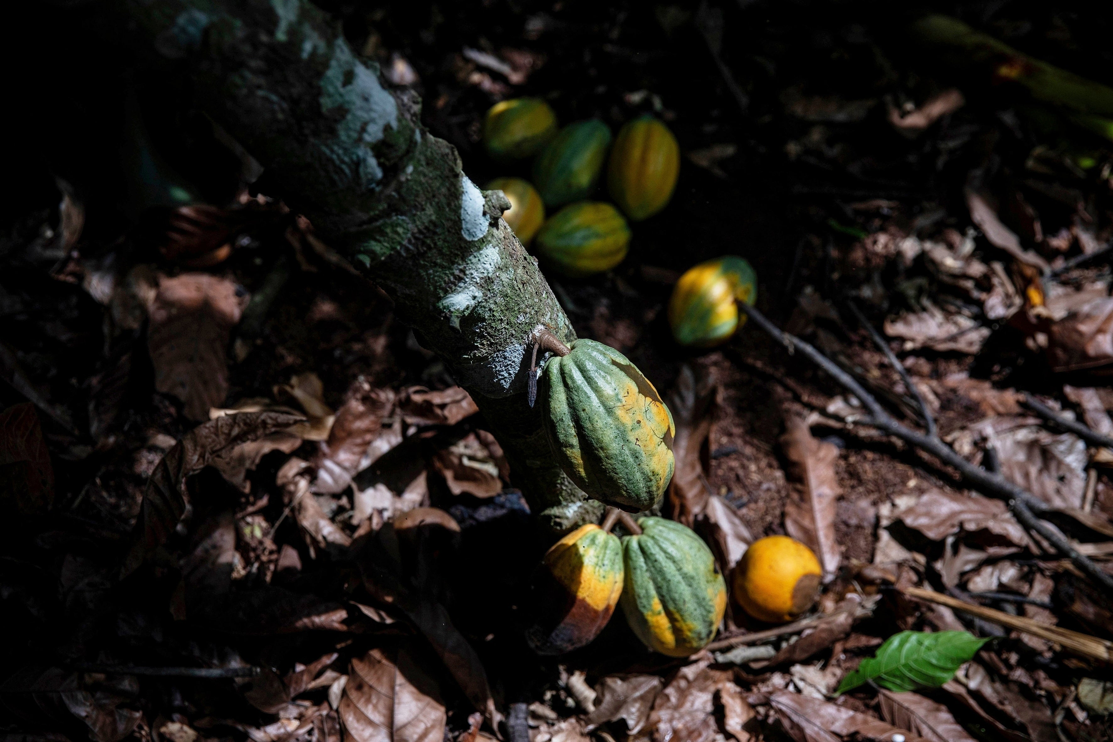 Ivory Coast Cocoa