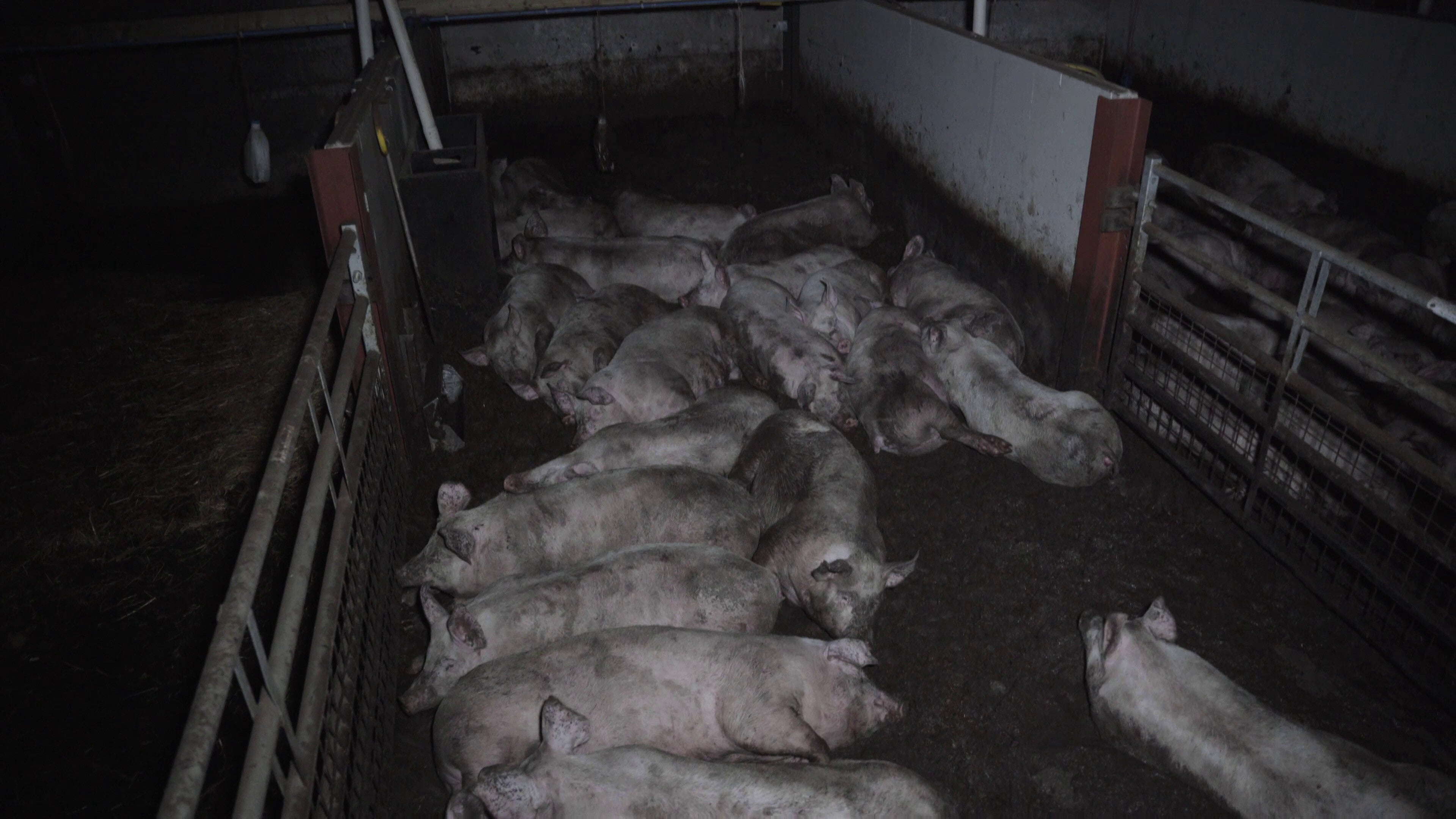 Stockcroft said the pigs were under a vet’s care in a hospital unit