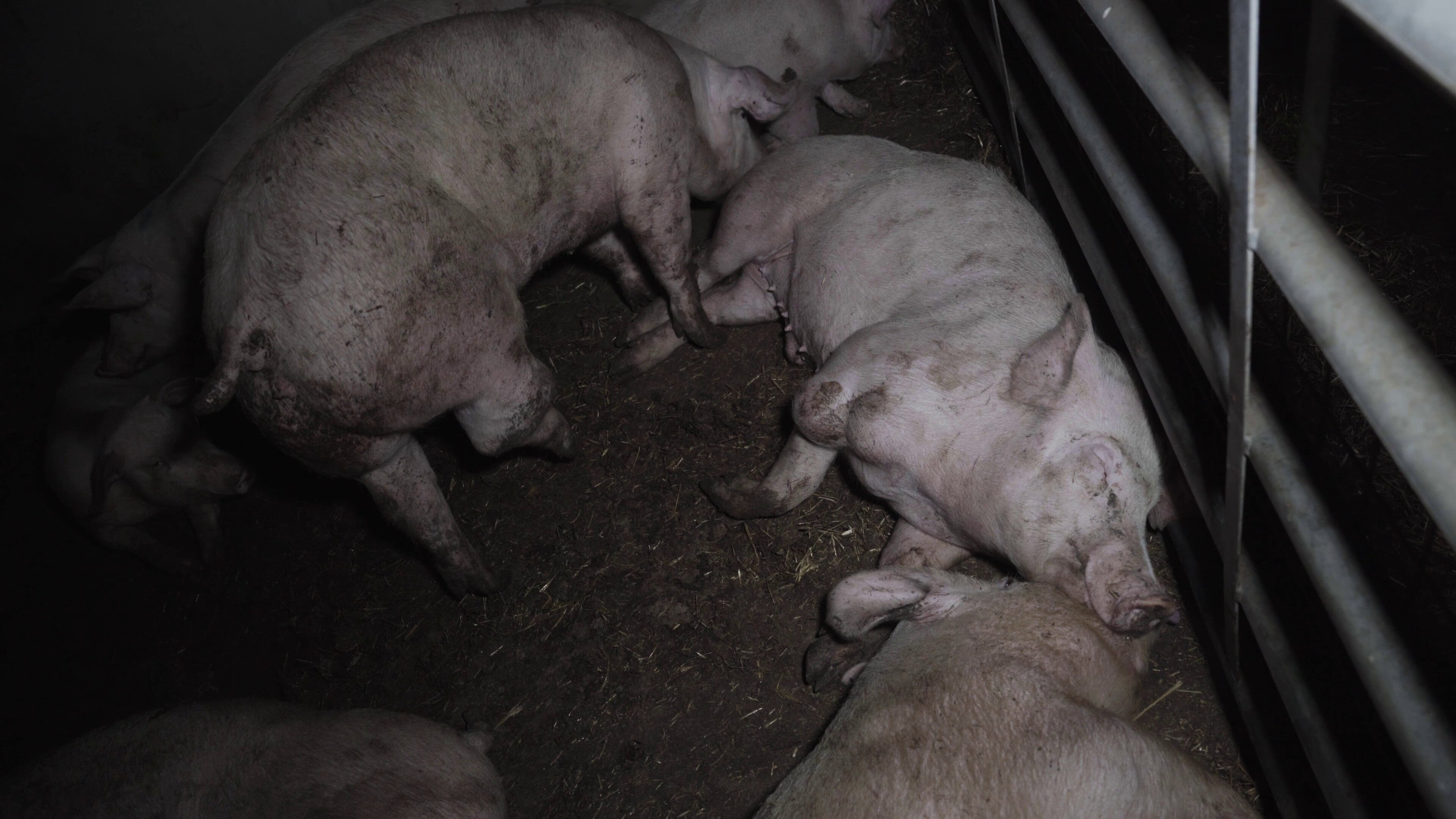 One pig in the hospital unit was seen limping on three legs for several weeks