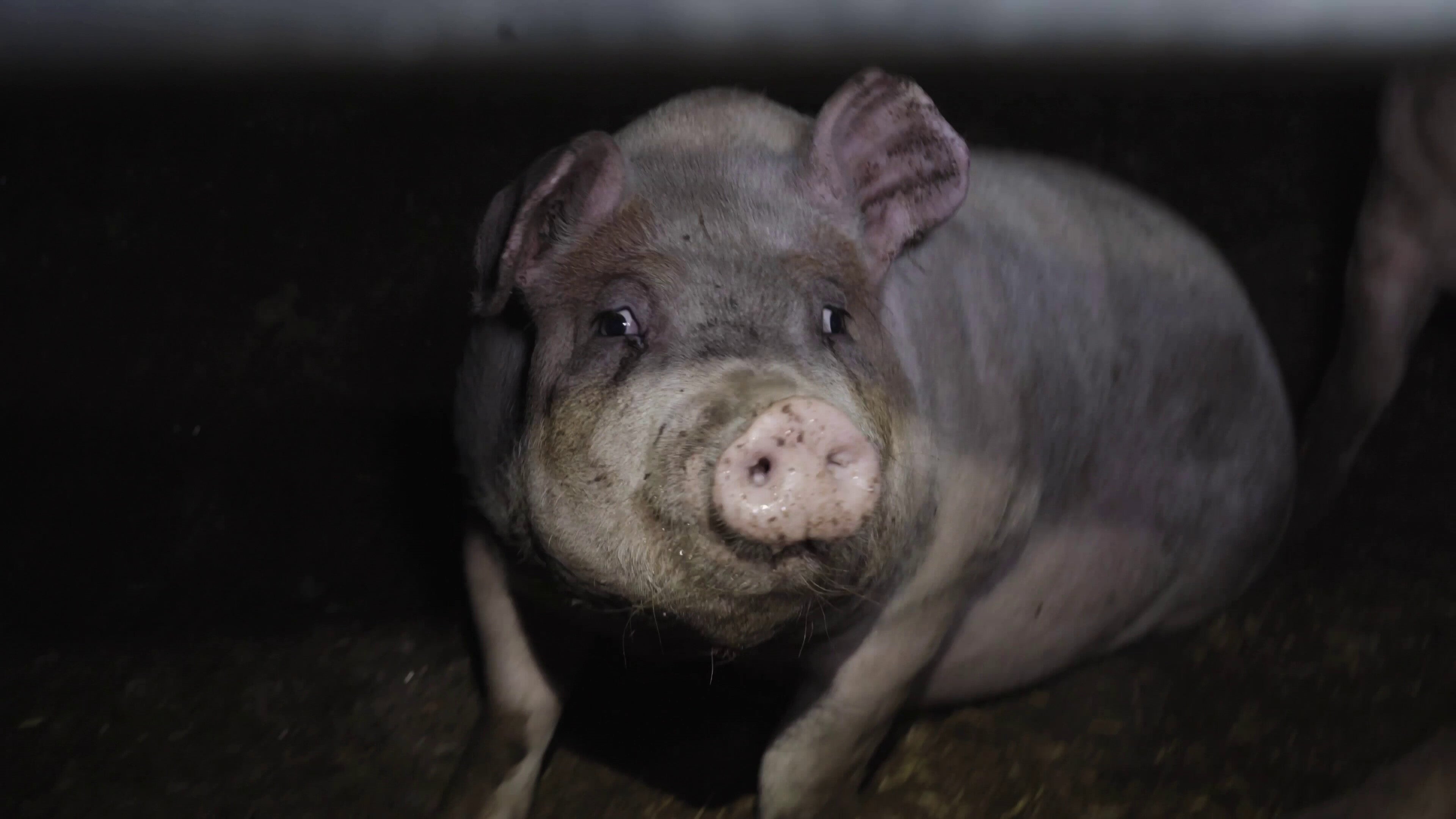 ‘Outdoor bred’ pigs are usually moved indoors at four to 10 weeks old