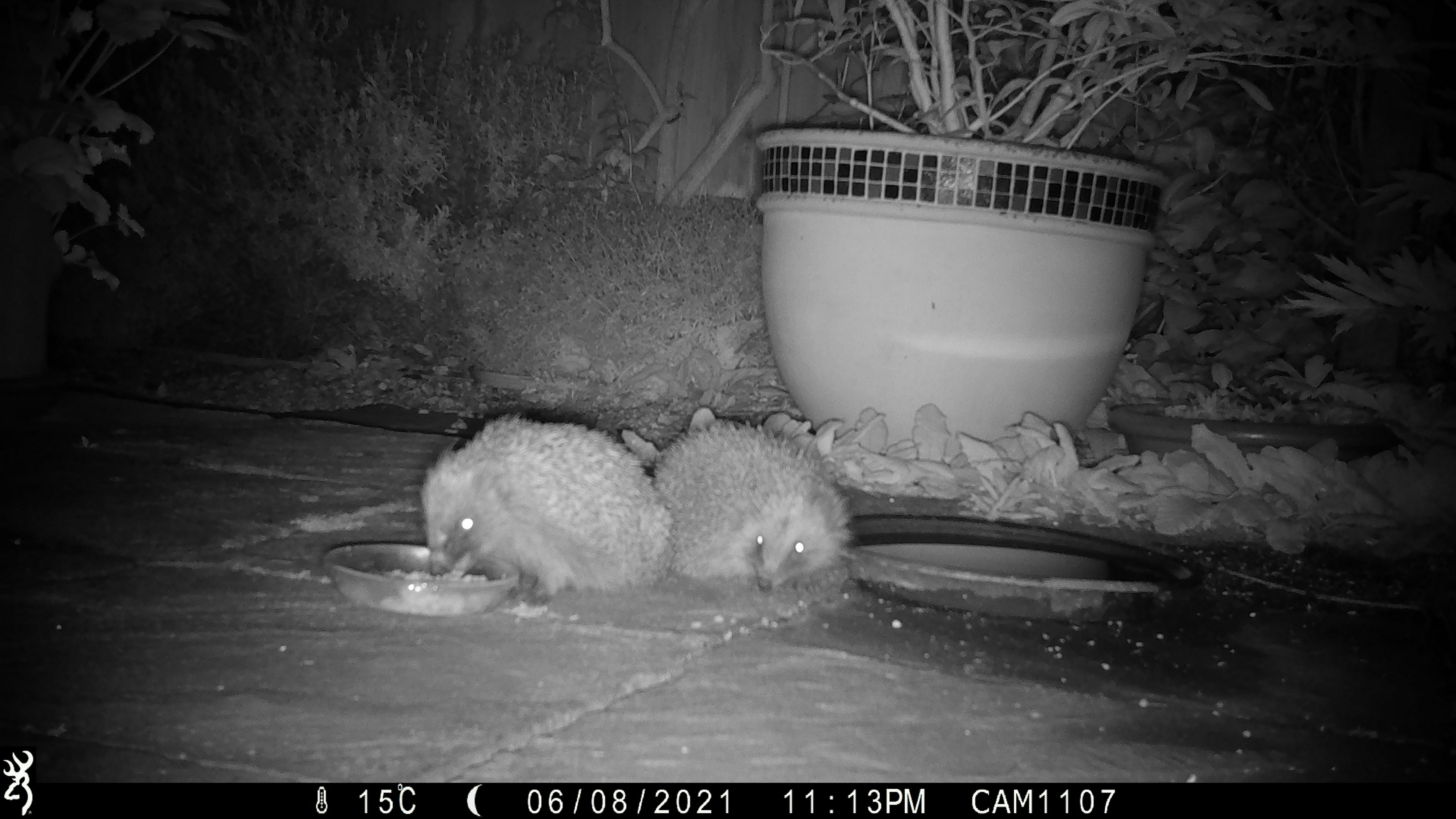 Just over a quarter of gardens studied contained food left out for hedgehogs