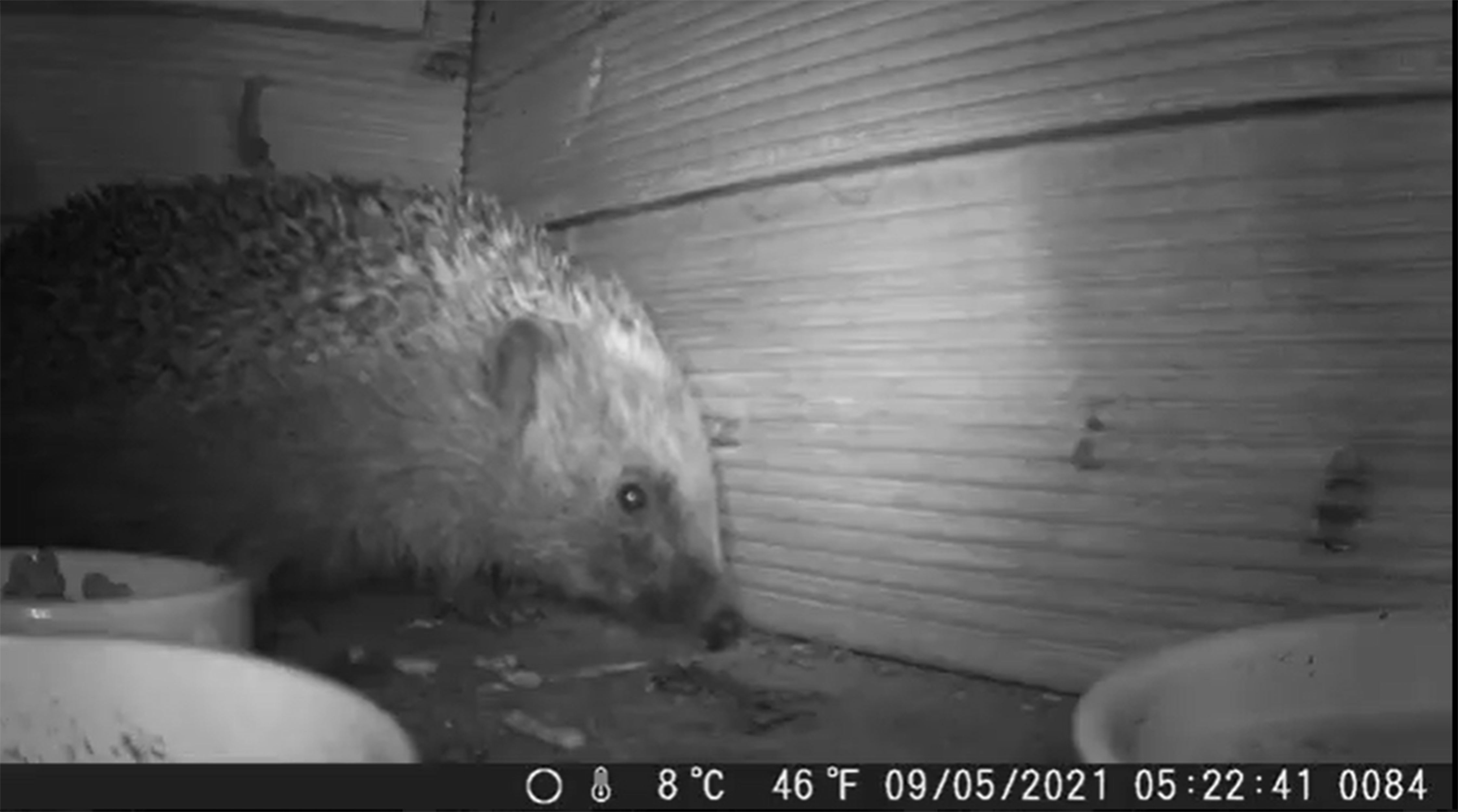 The study shows what hedgehogs were up to in gardens at night