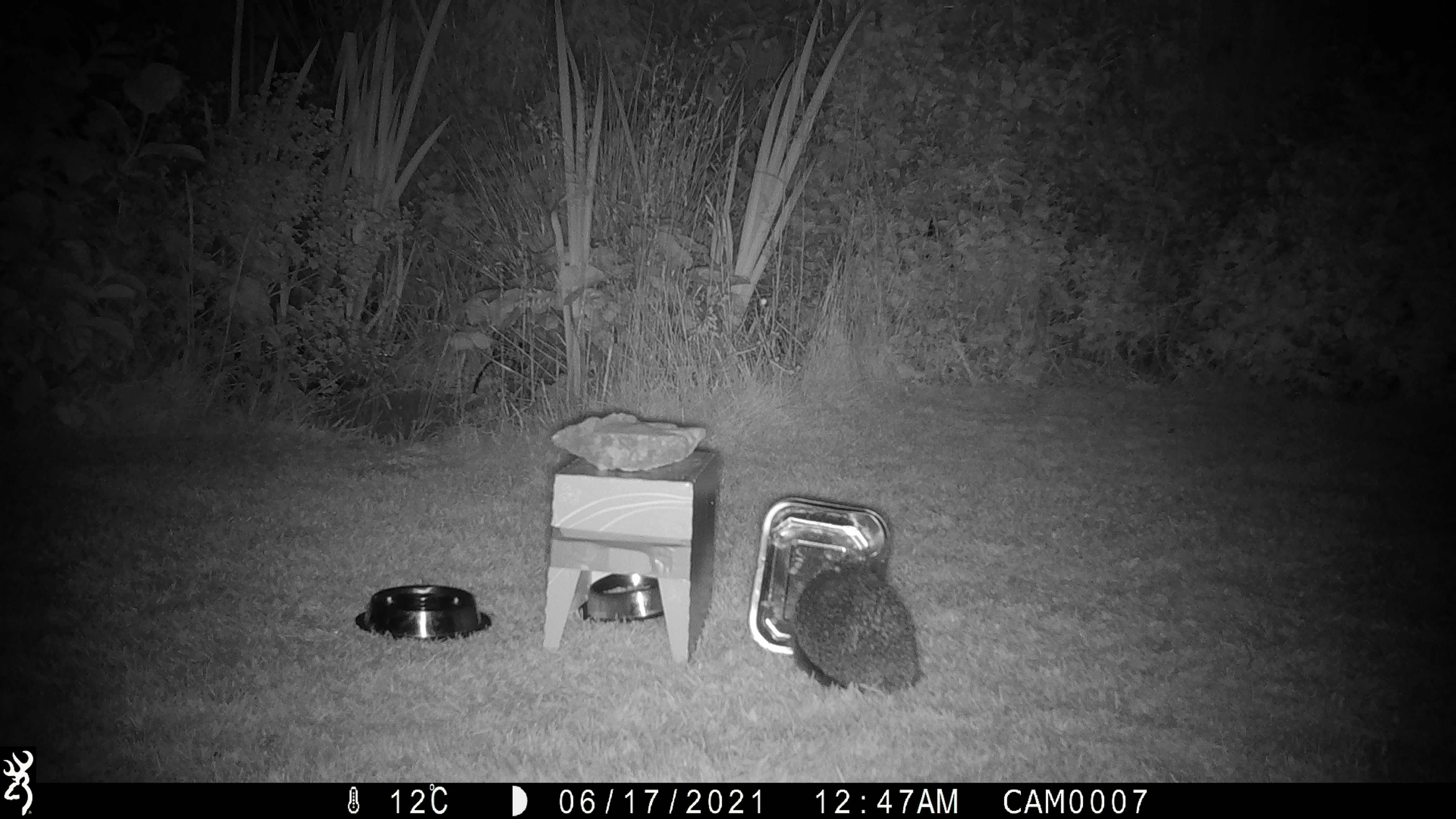 The study gave a glimpse into the nocturnal life of hedgehogs