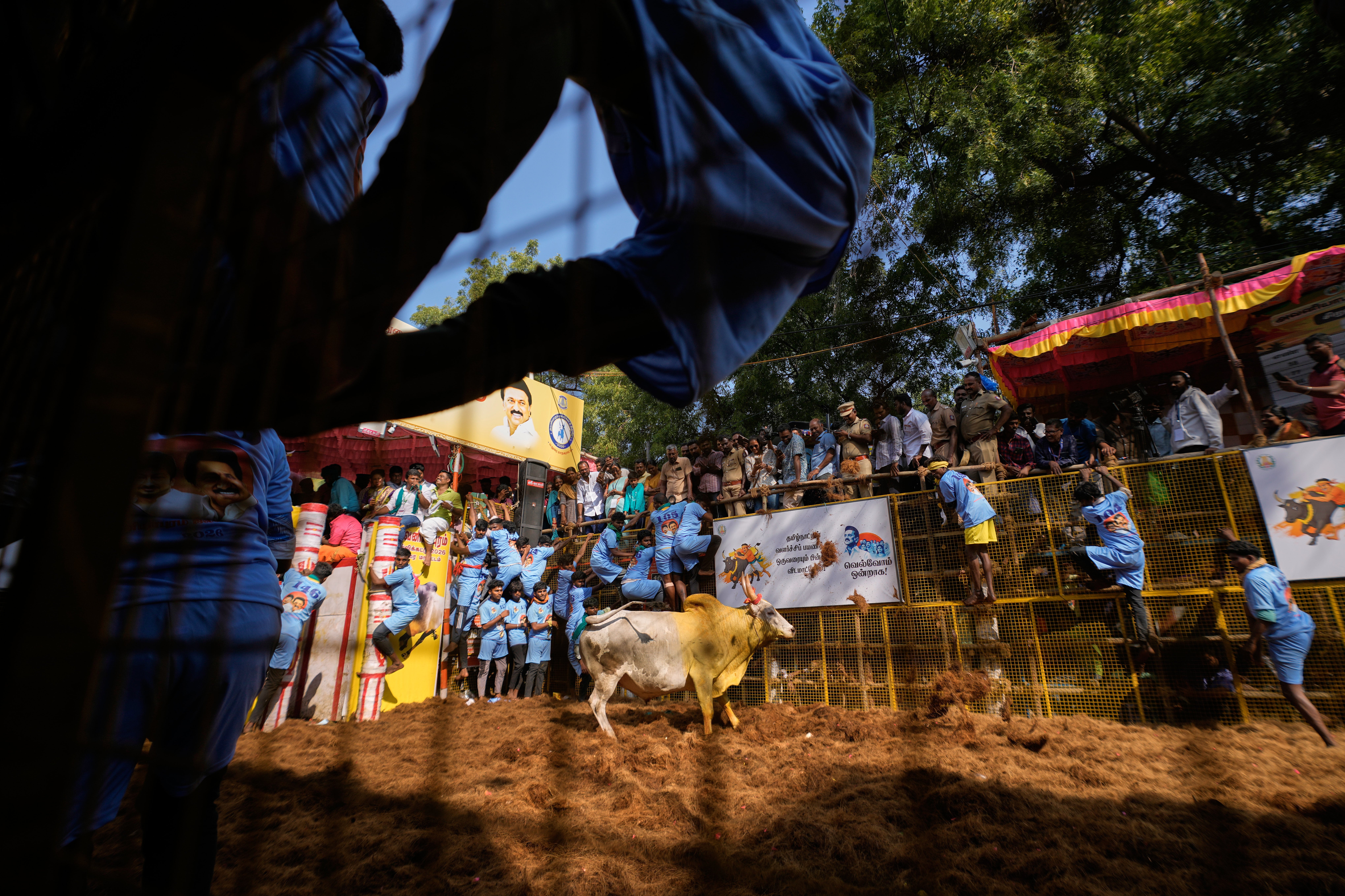 India Bull Festival Photo Essay