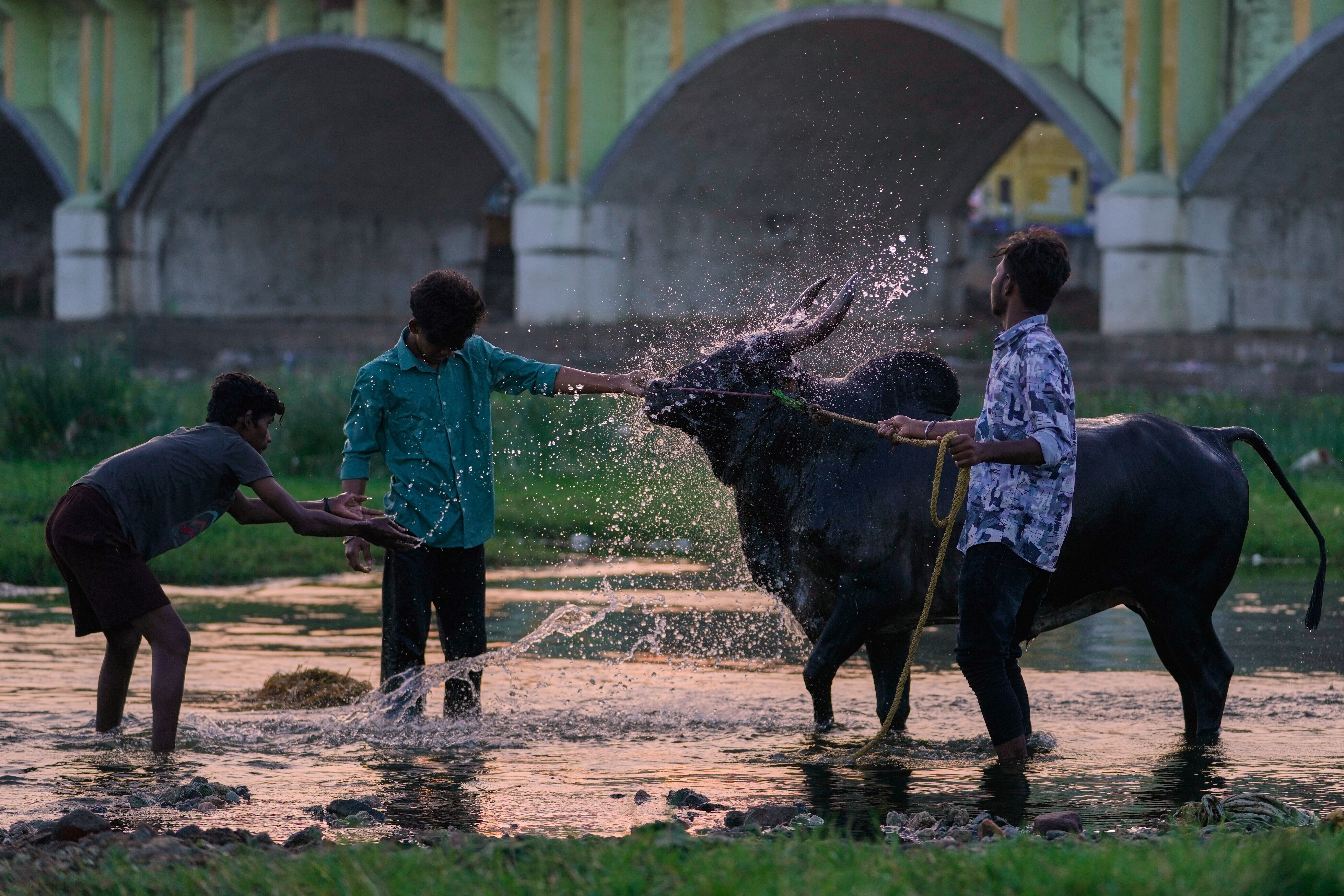 India Bull Festival Photo Essay