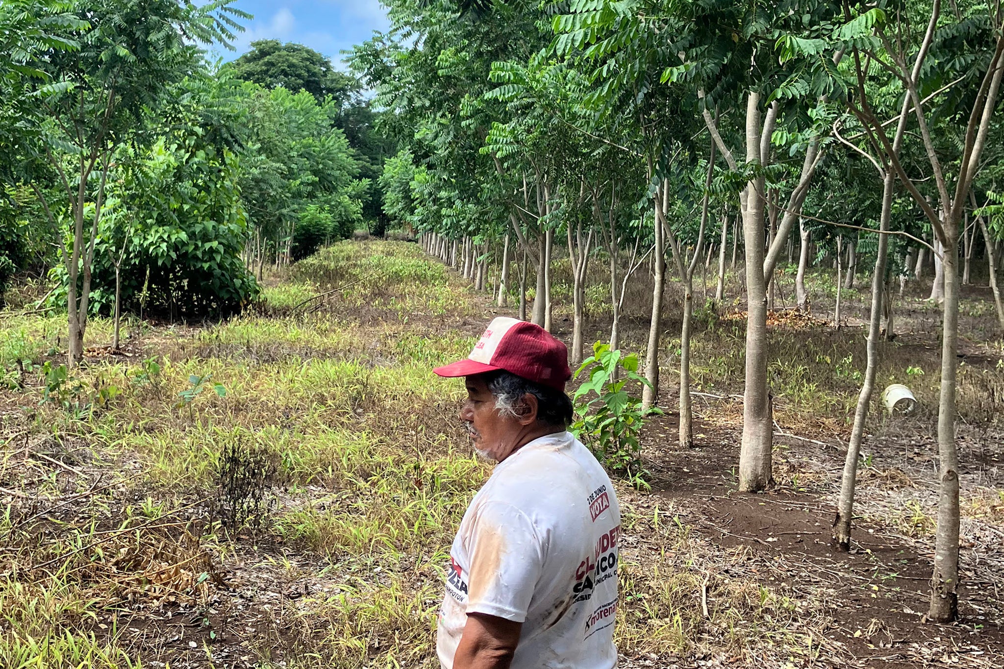 According to the World Resources Institute, 5,500 hectares of forest were cleared in Campeche in 2019, the first year of Sembrando Vida — an area the size of Oxford
