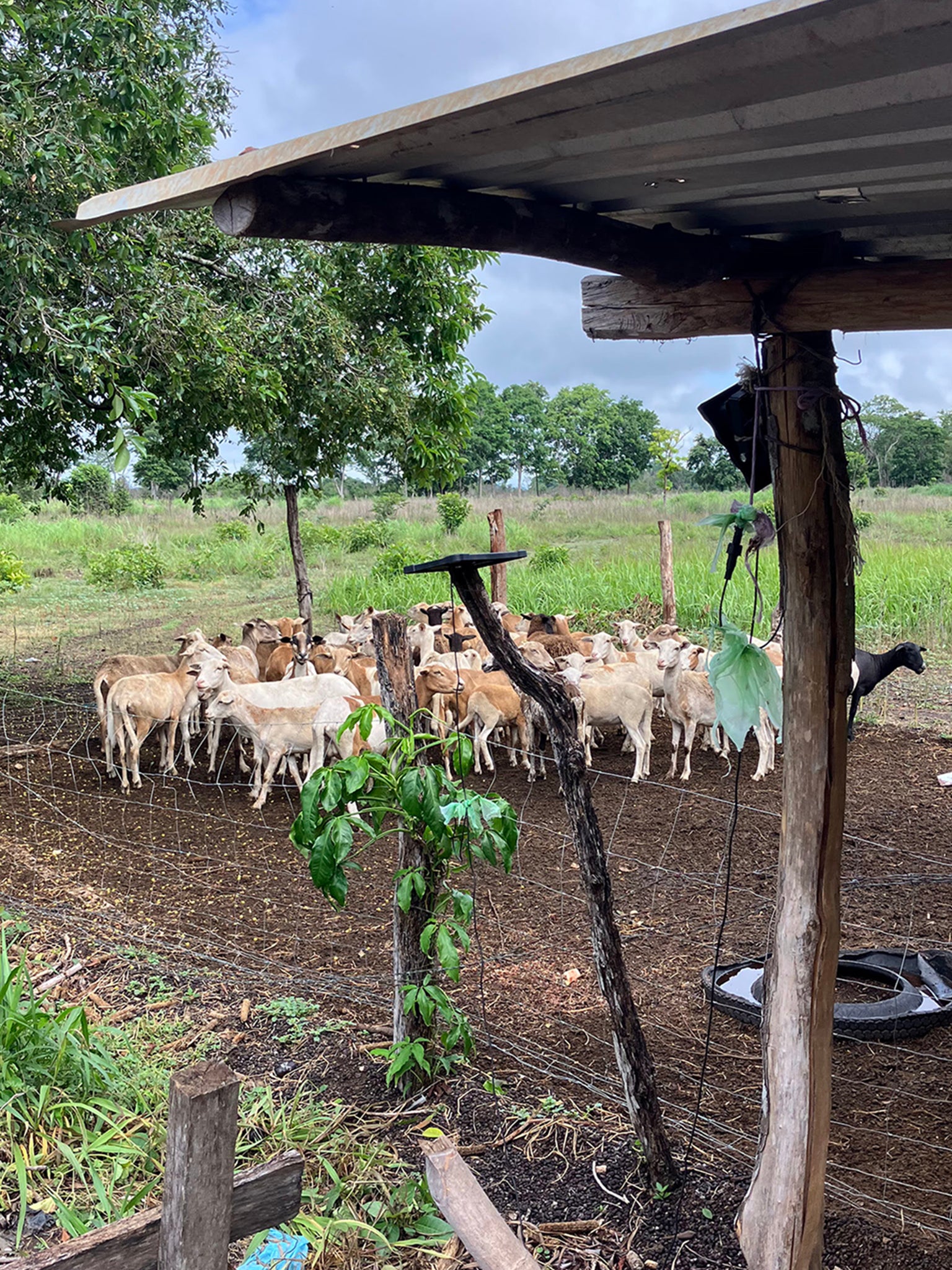 Jose Roberto grew maize and beans before the reforestation project was introduced