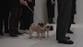 Valentino’s beloved pugs say goodbye at public viewing