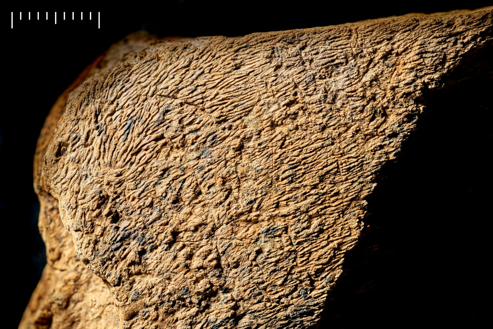 Archaeologists said the tool bears ‘distinctive’ marks that suggest it was used as a hammer