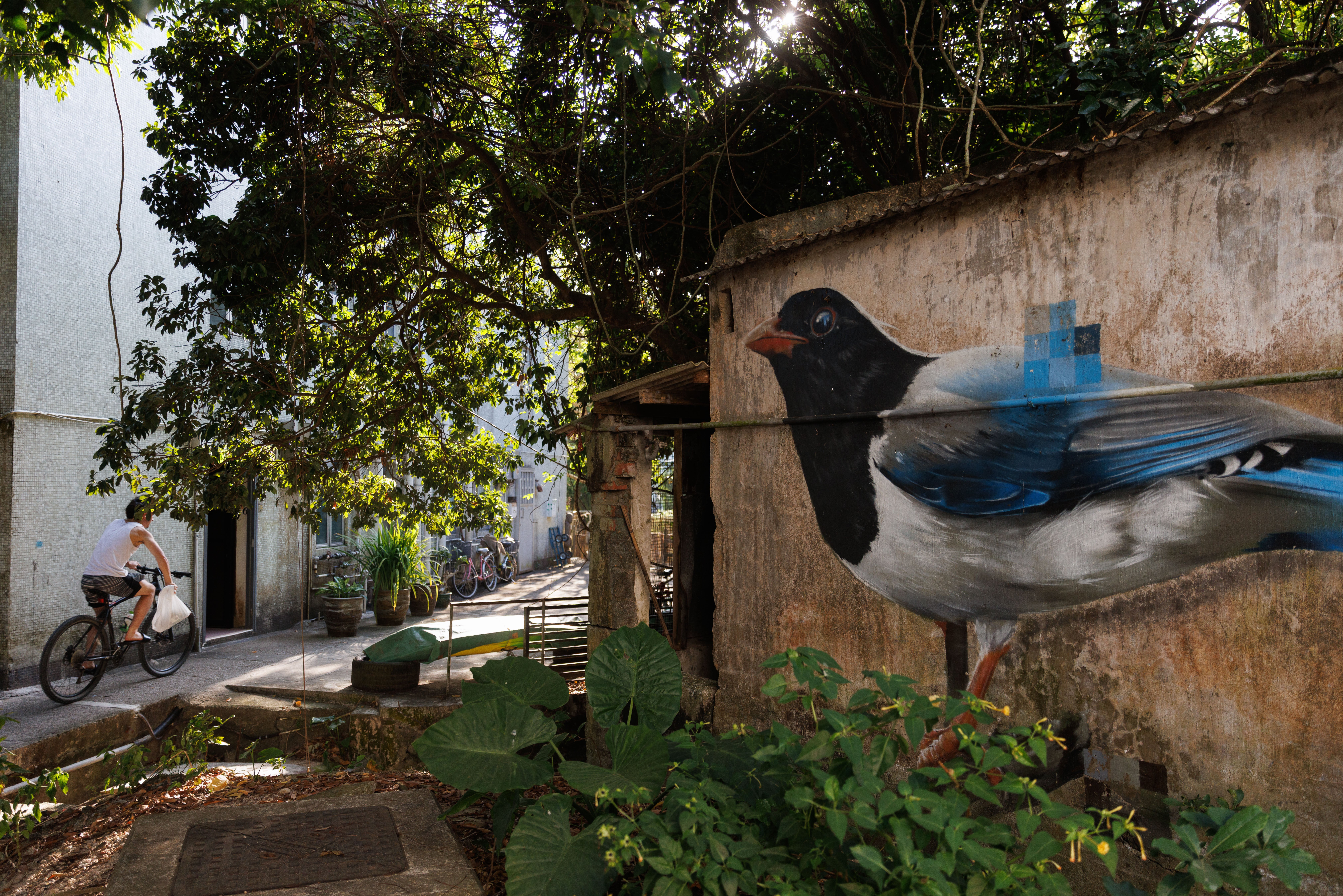 Hong Kong Bird Murals Photo Gallery