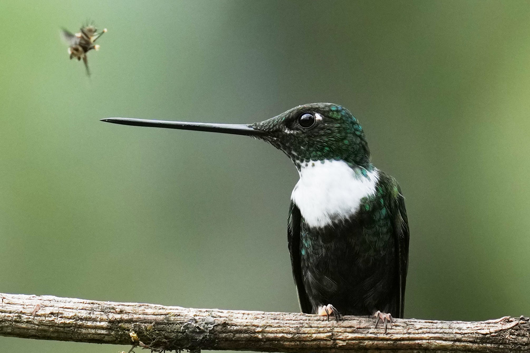 A Collared Inca hummingbird perches at the Yanacocha Reserve in Nono, Ecuador, Wednesday, Jan. 21, 2026. (AP Photo/Dolores Ochoa)