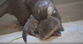 Adorable otter pup gets swimming lessons from mother at zoo