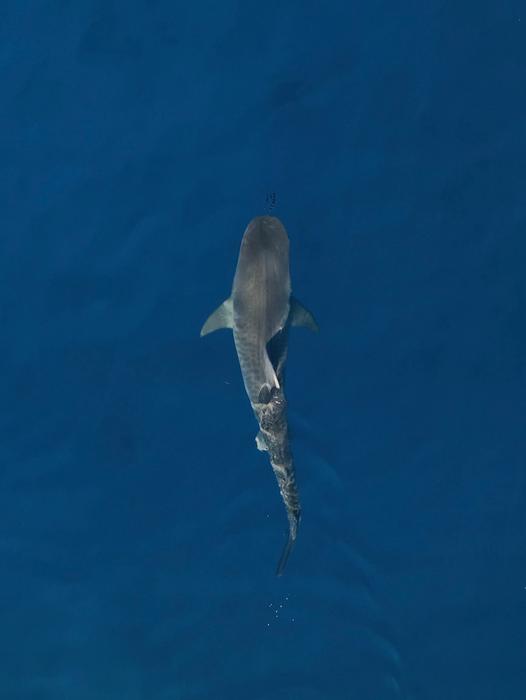 Female tiger shark