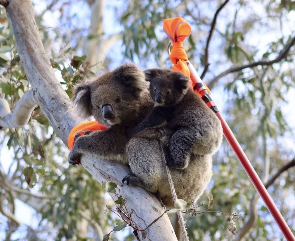 Koala with joey
