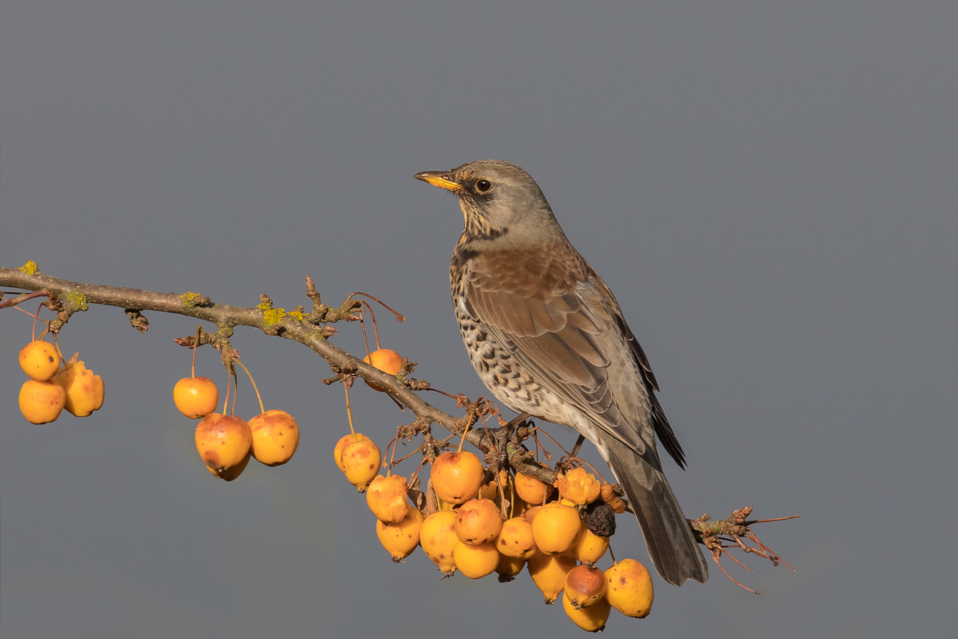 Fieldfare are typically at home in northern Europe, but migrate to the UK for winter