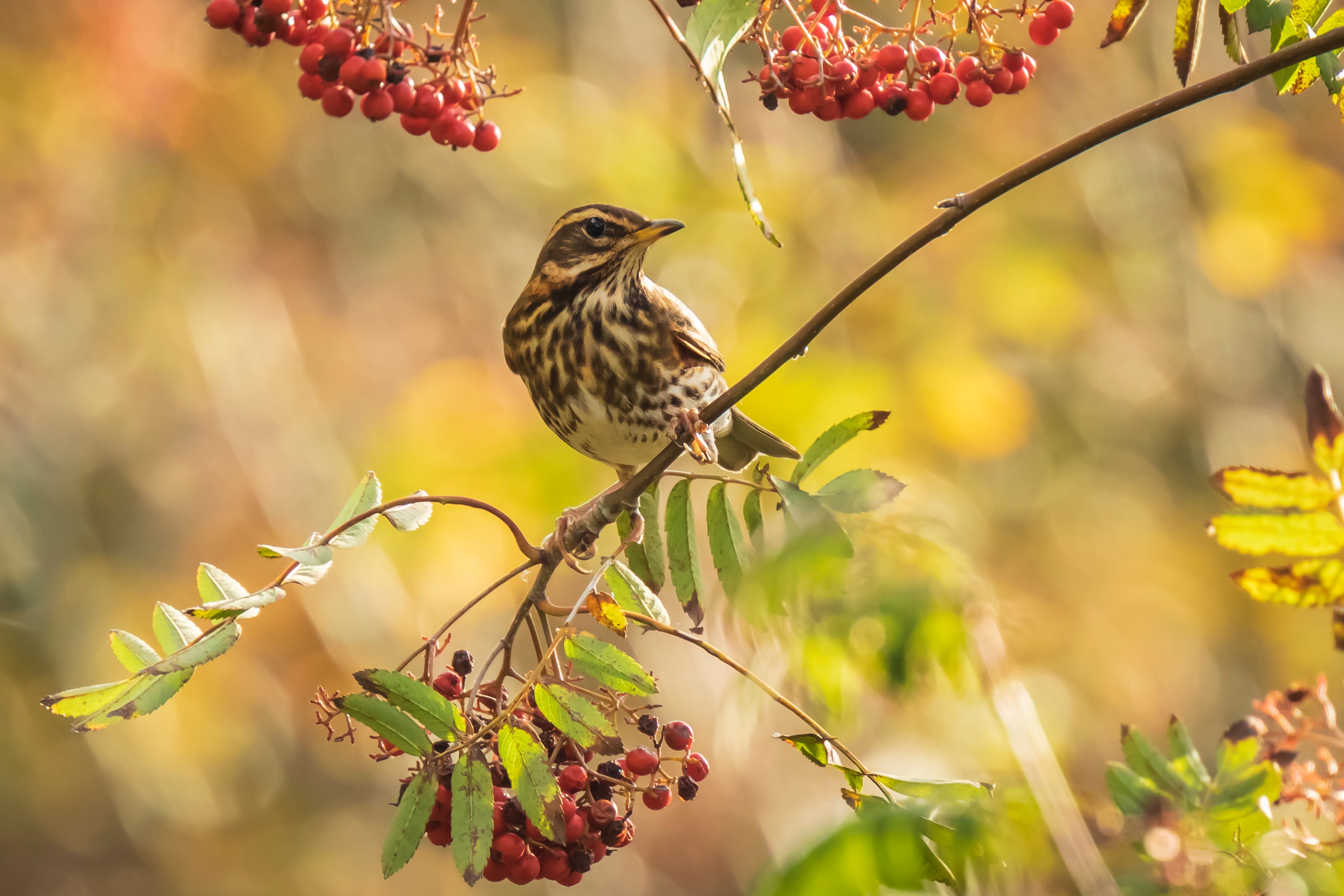 More redwings and fieldfares could make their migration down to the UK due to unsettled weather in northern Europe