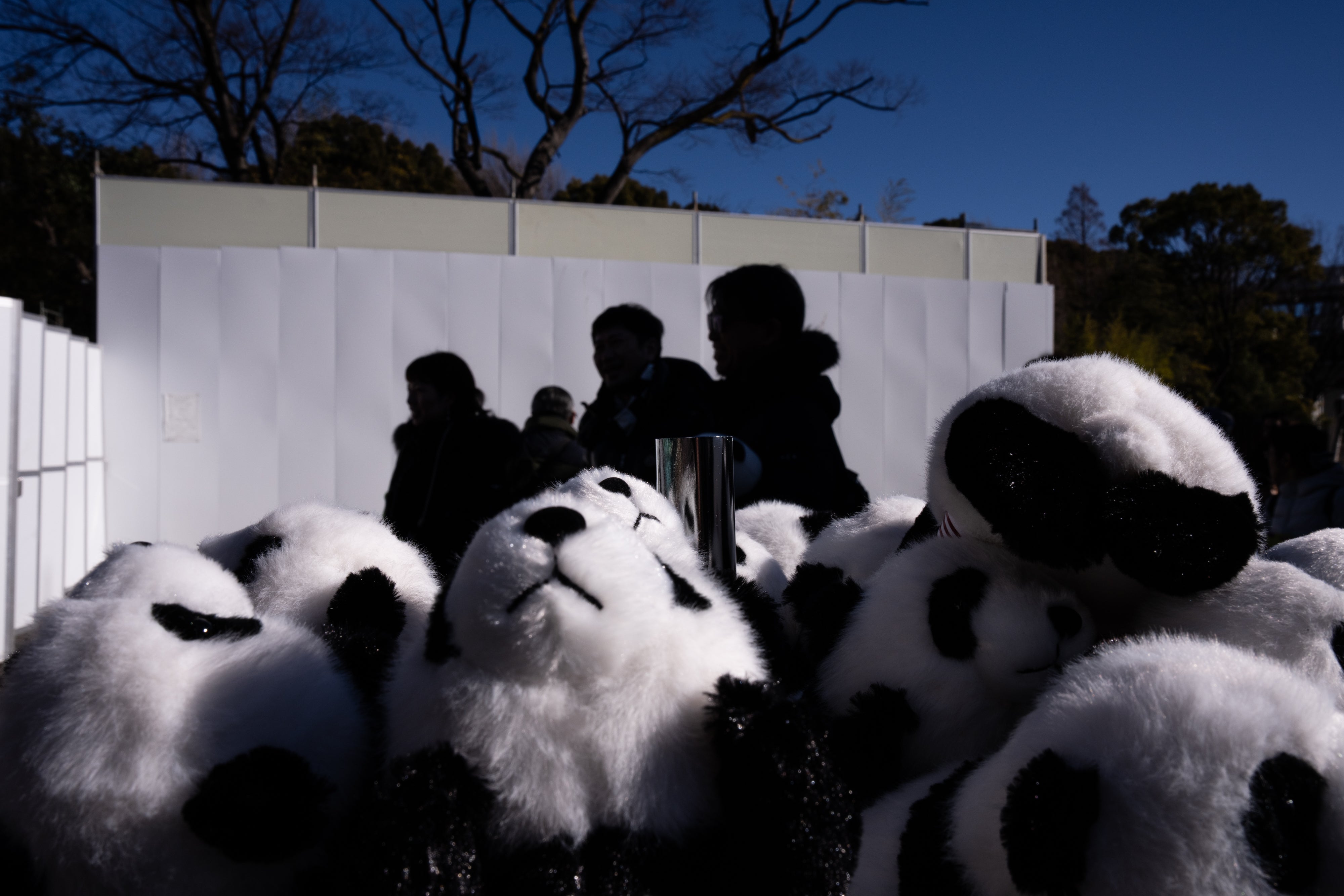 Japan China Pandas