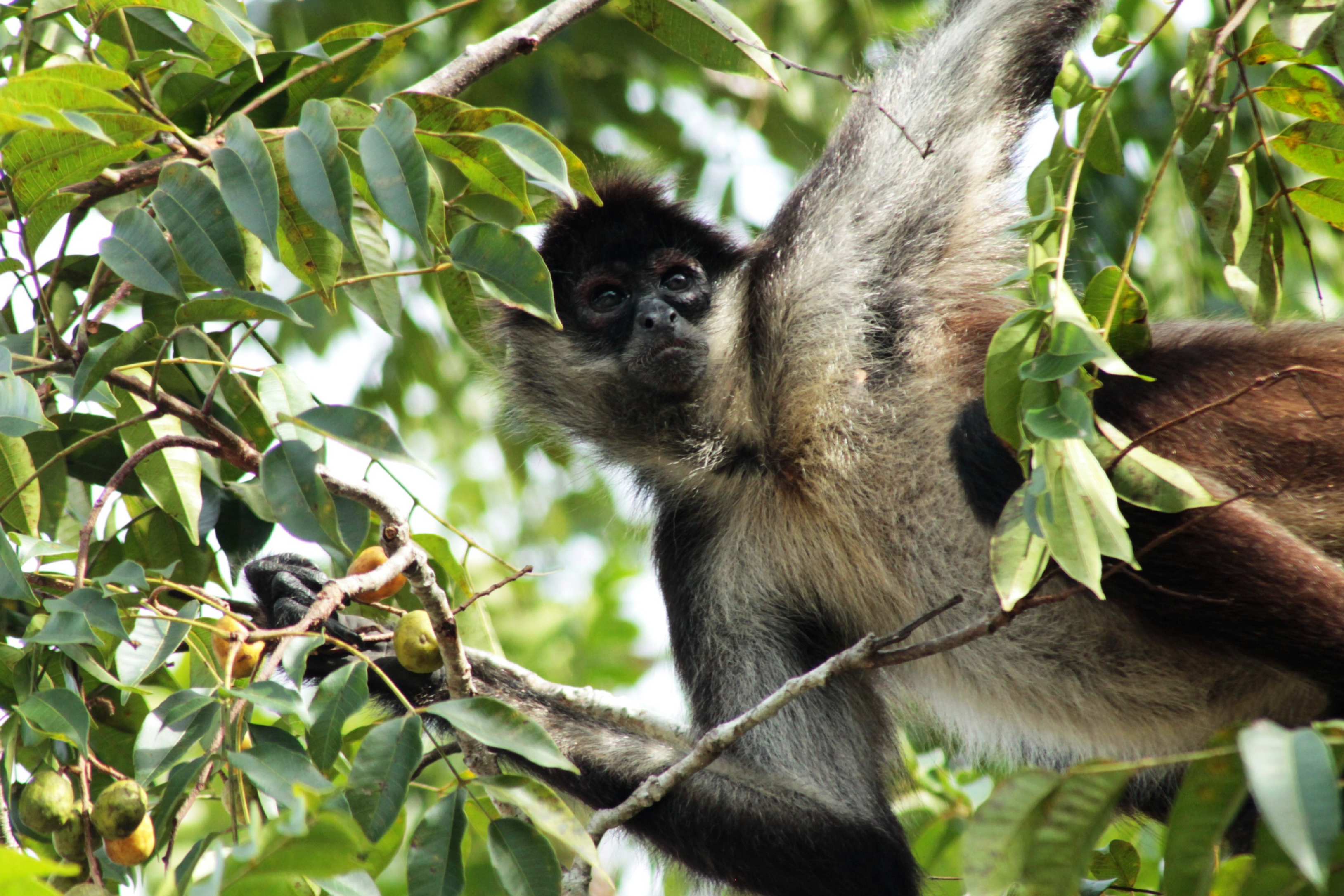 Spider monkeys exchange vital information about the location of fruit trees in the forest
