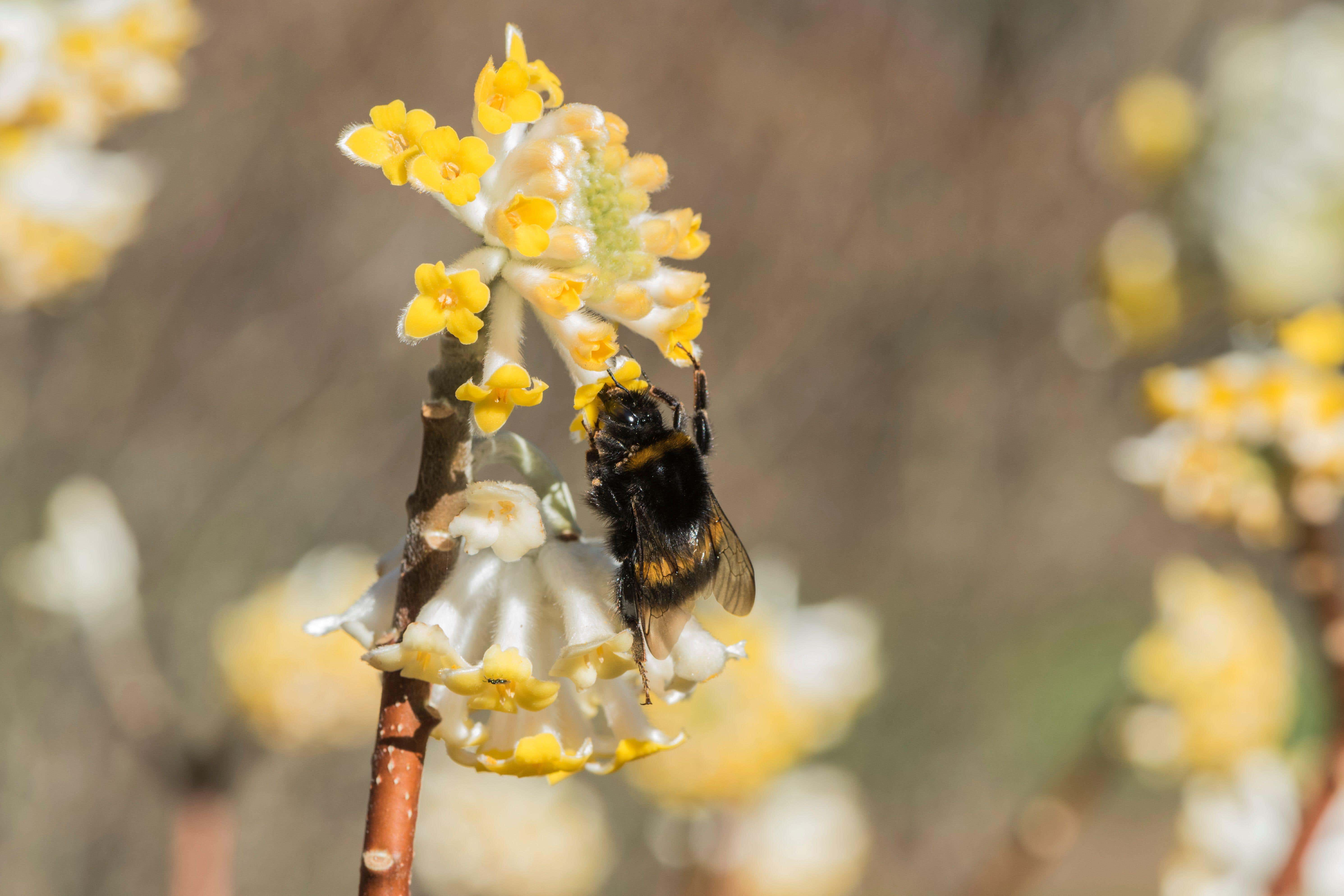 Edgeworthia chrysantha (Alamy/PA)