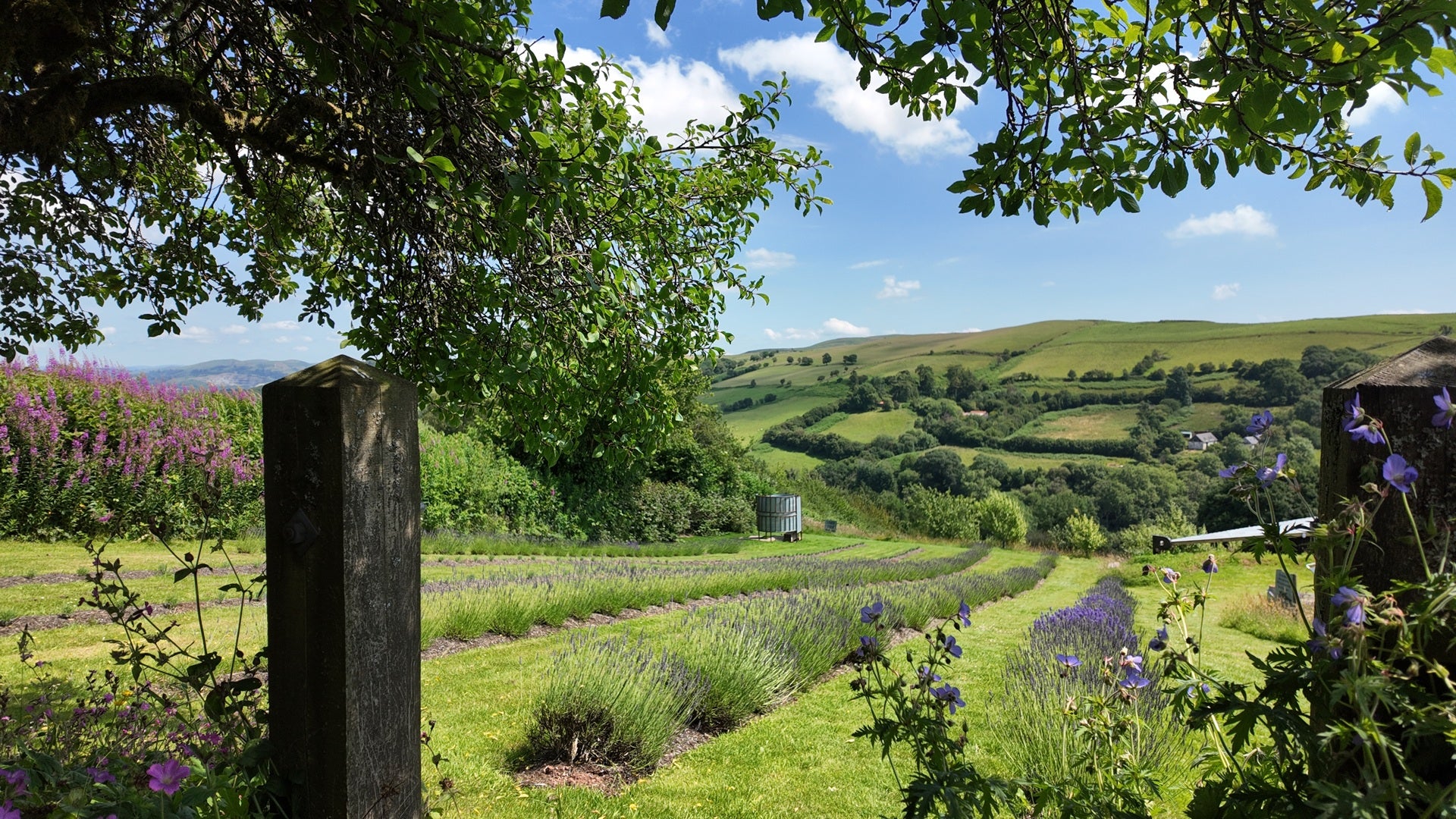 <p>The six<strong> ‘</strong>Chill Cymru’ journeys include Cefnperfedd Uchaf lavender fields</p>