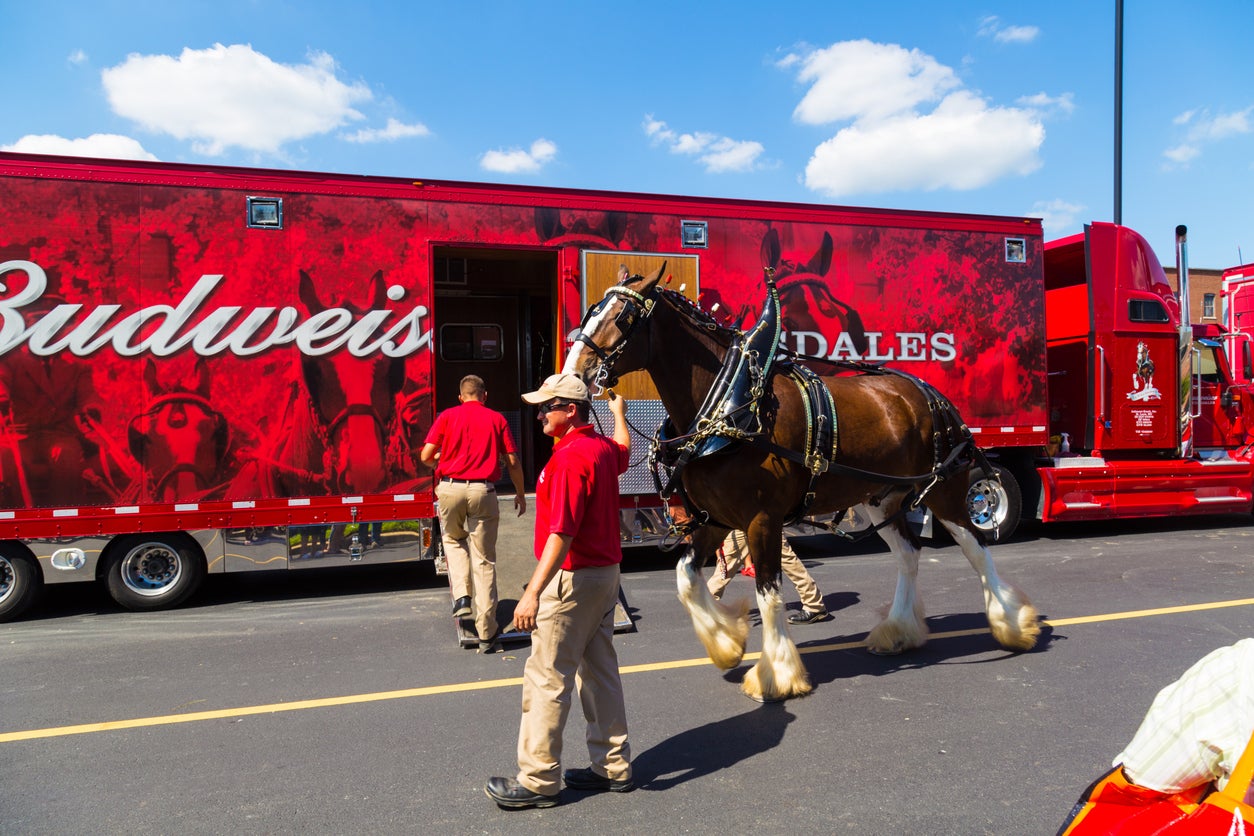 Clydesdales are a long-standing symbol of Budweiser