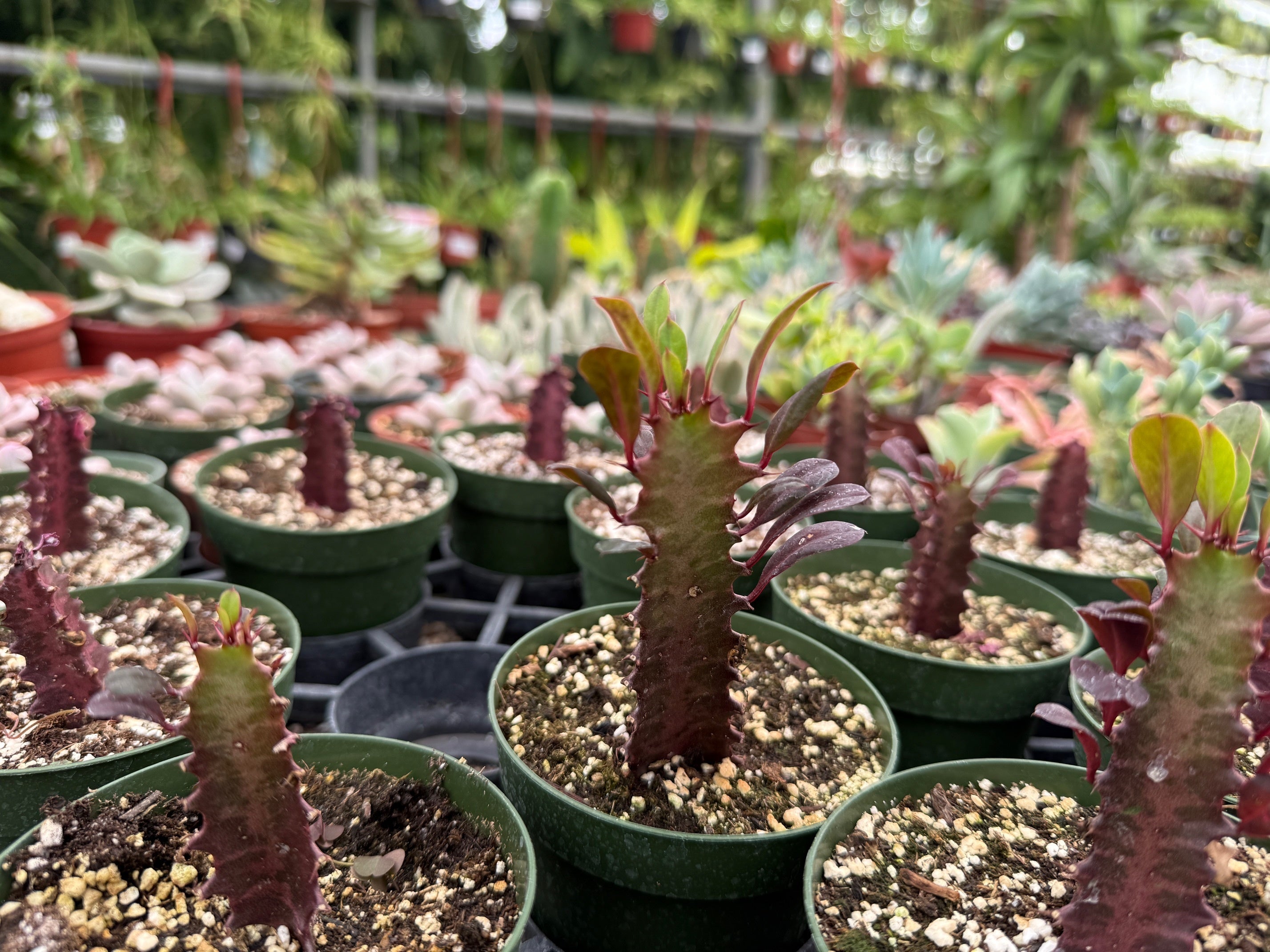Gardening-Indoor Desert