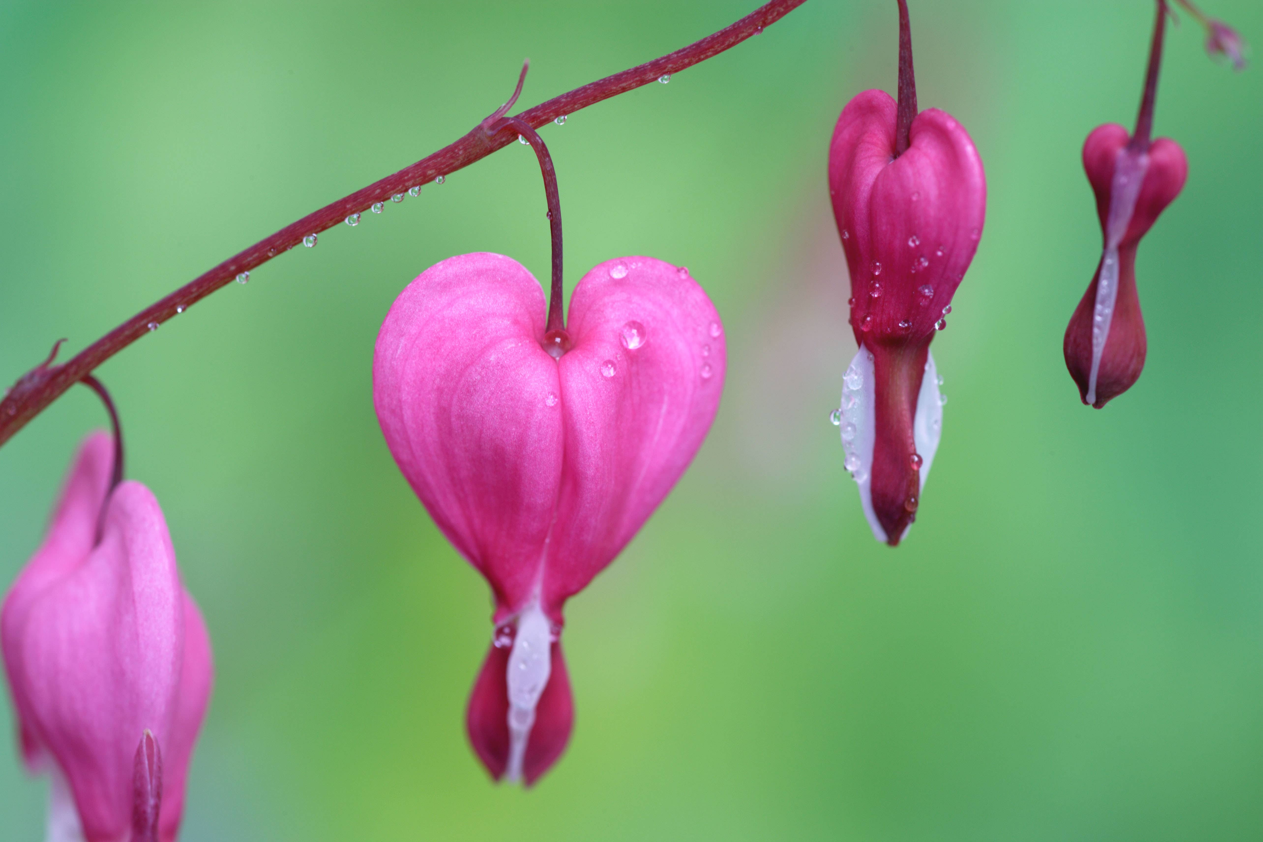 Bleeding heart flowers (Alamy/PA)