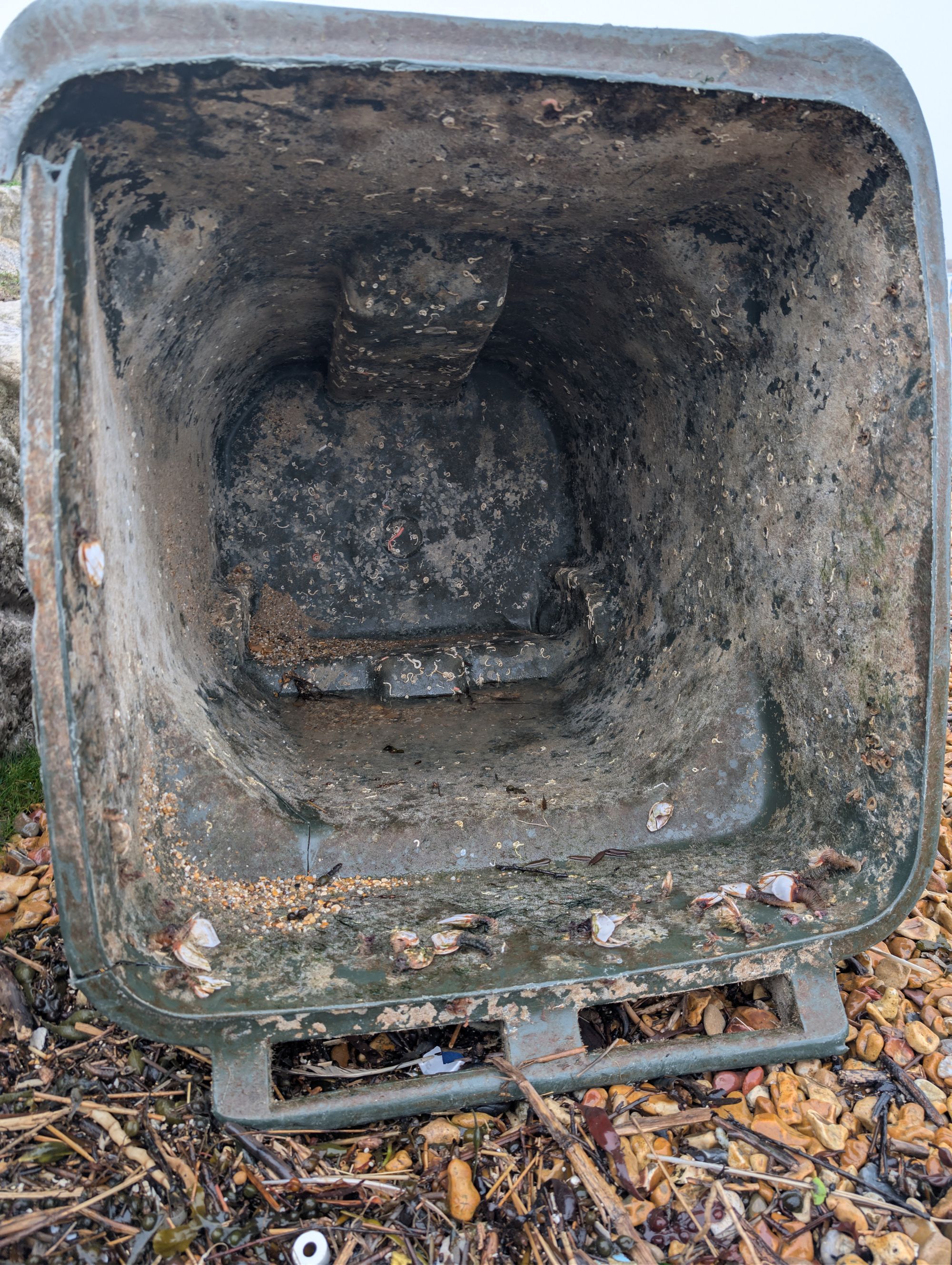 Ryan said several goose barnacles had attached themselves to the plastic container