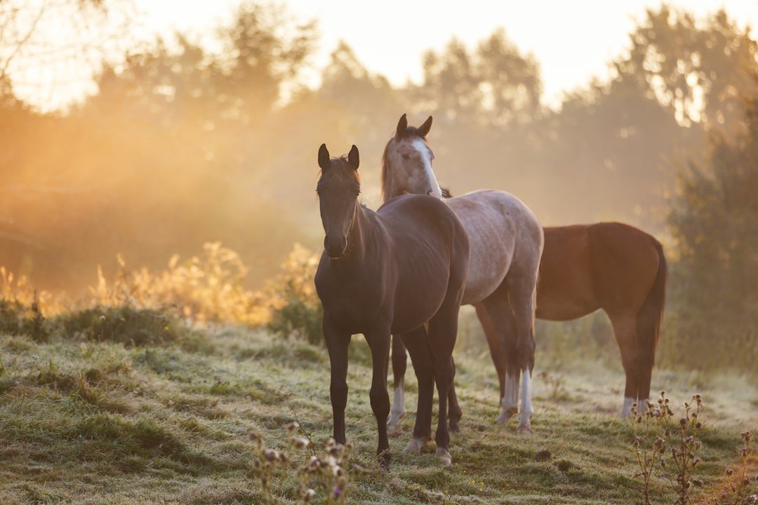 <p>My experience with equine therapy taught me a valuable lesson about living in the moment</p>