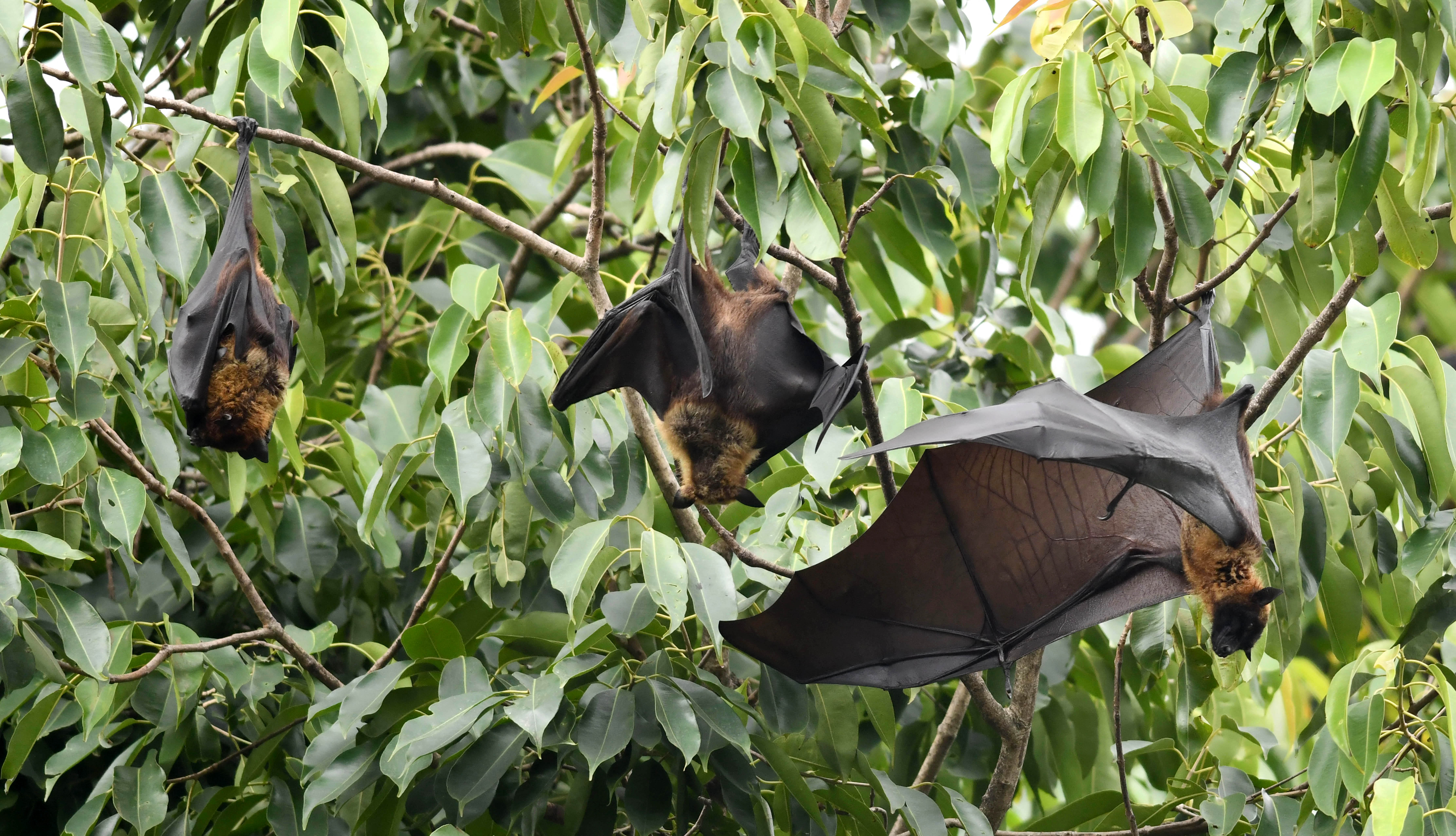Bats at Indian zoo being tested for Nipah virus as authorities rush to contain infection