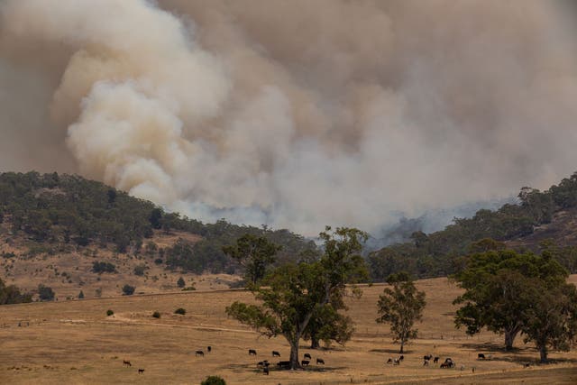 <p>File. Bushfire burns near Harcourt, Australia, on 12 January 2026</p>