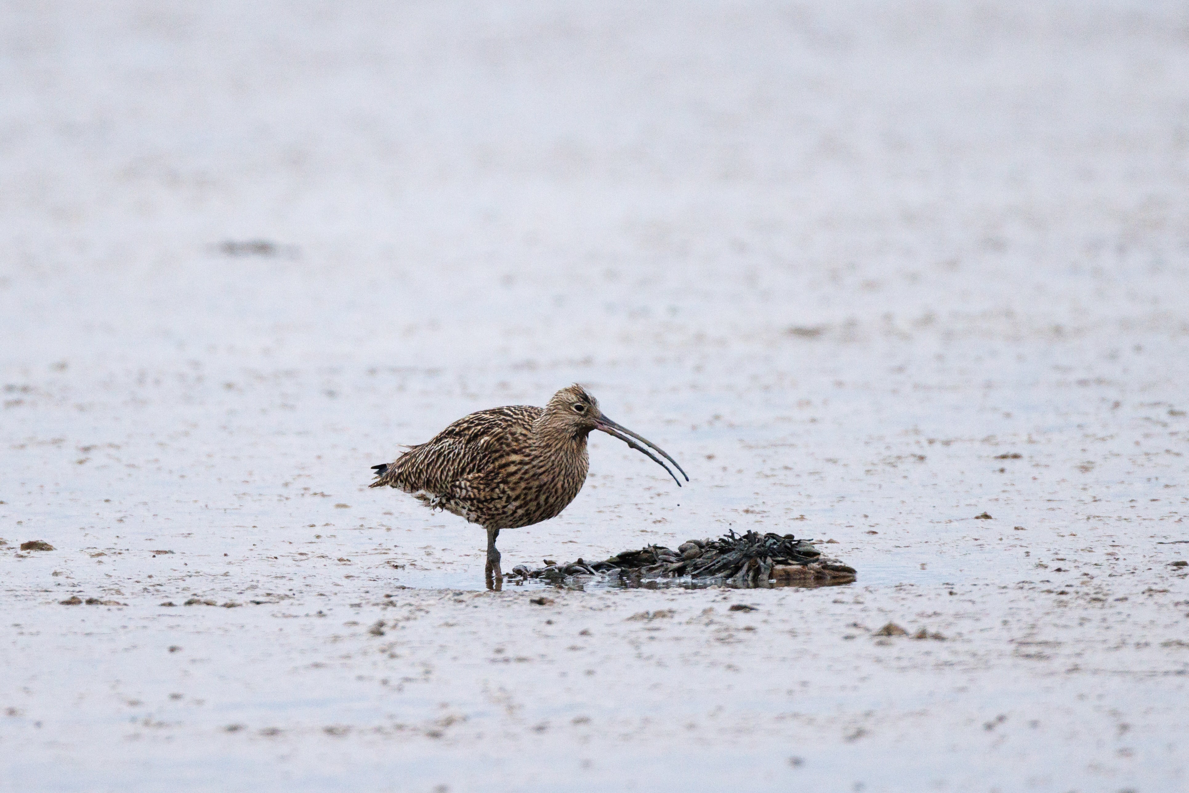 A curlew on the mudflats at Northey Island in Essex, near to where the new island is being built from sunken barges.