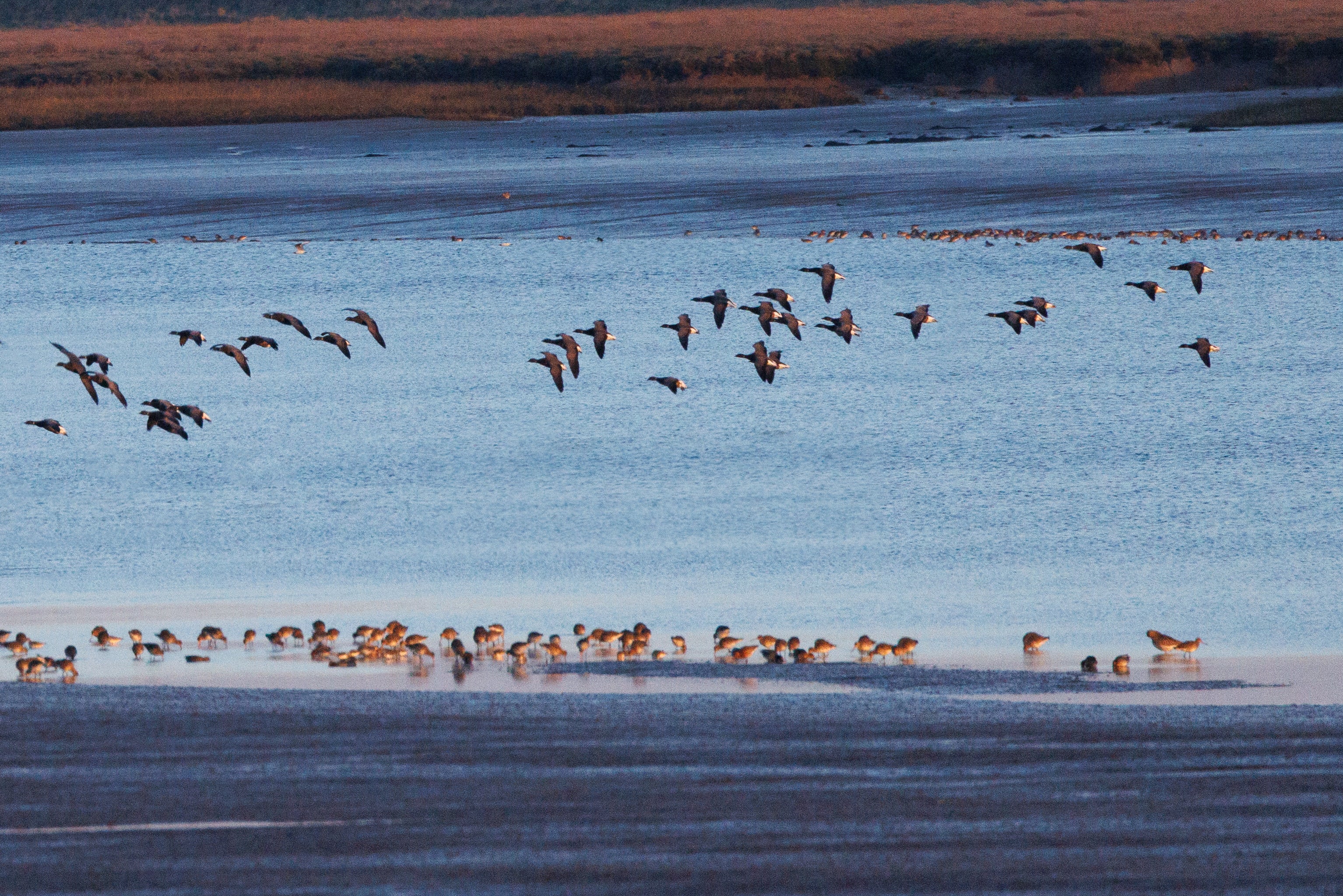 Brent geese and dunlins at Northey Island in Essex