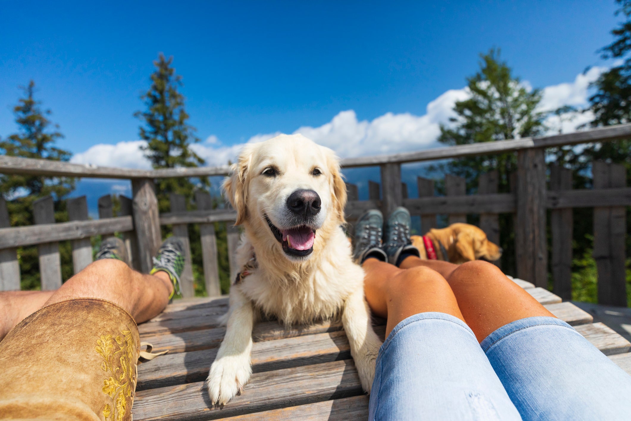 Dog-welcome vacation experiences lead the way in 2026