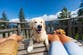 The rise of pet-friendly travel: Bookings for vacations welcoming dogs surge by 260 percent