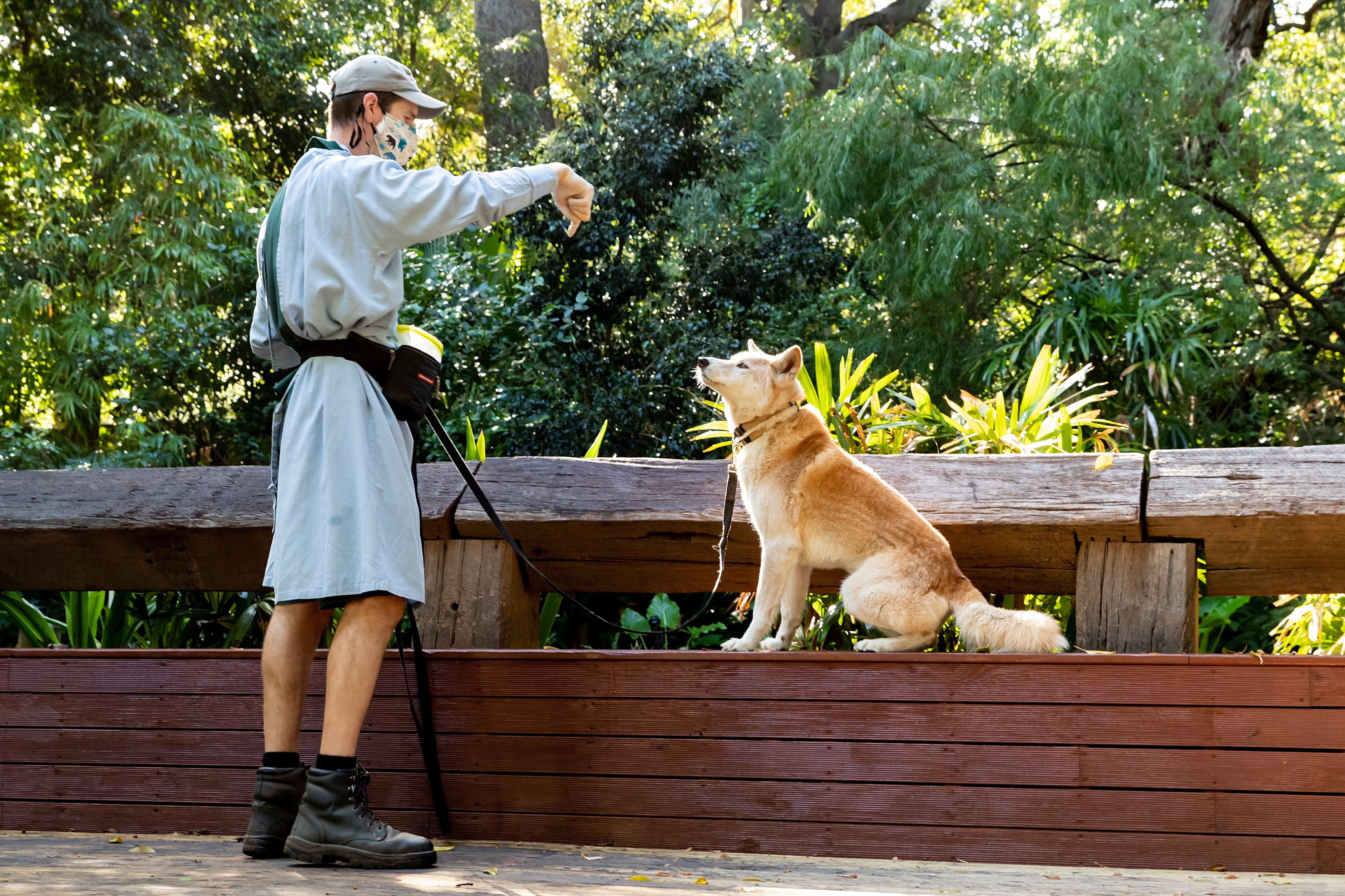 A zookeeper interacts with Daku the Dingo at Perth Zoo
